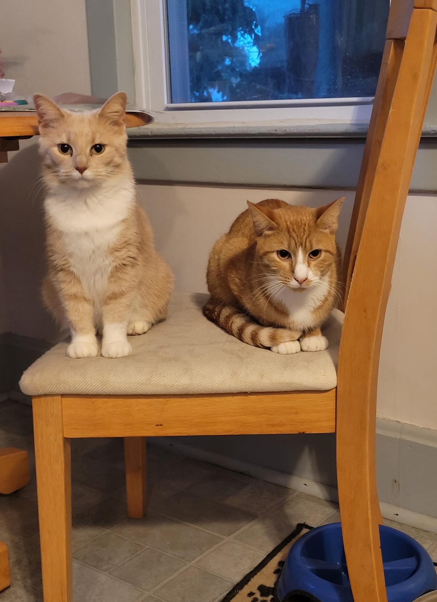 Penny, an adoptable Domestic Short Hair in Fairview Heights, IL image 6/6