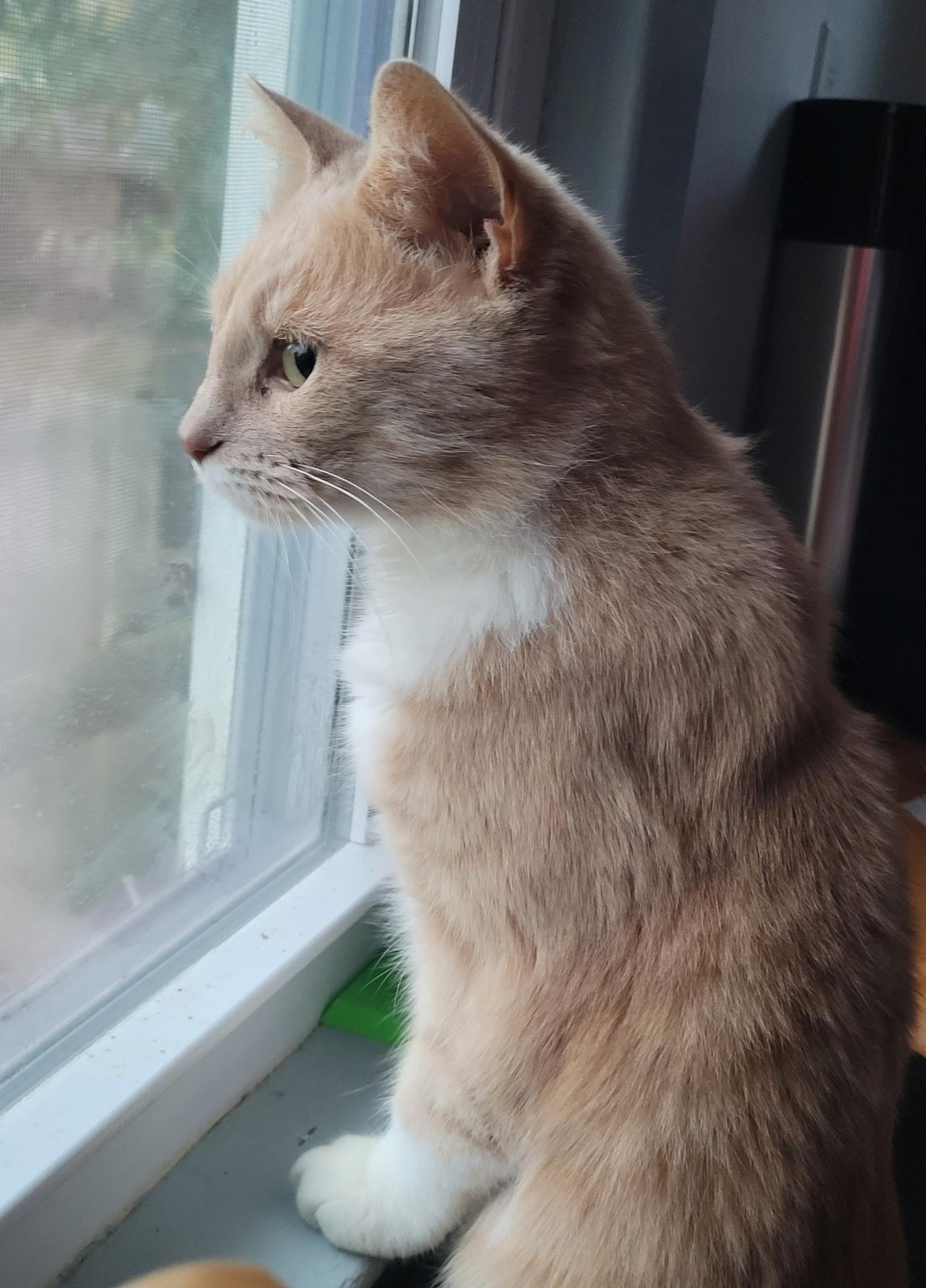 Penny, an adoptable Domestic Short Hair in Fairview Heights, IL image 5/6