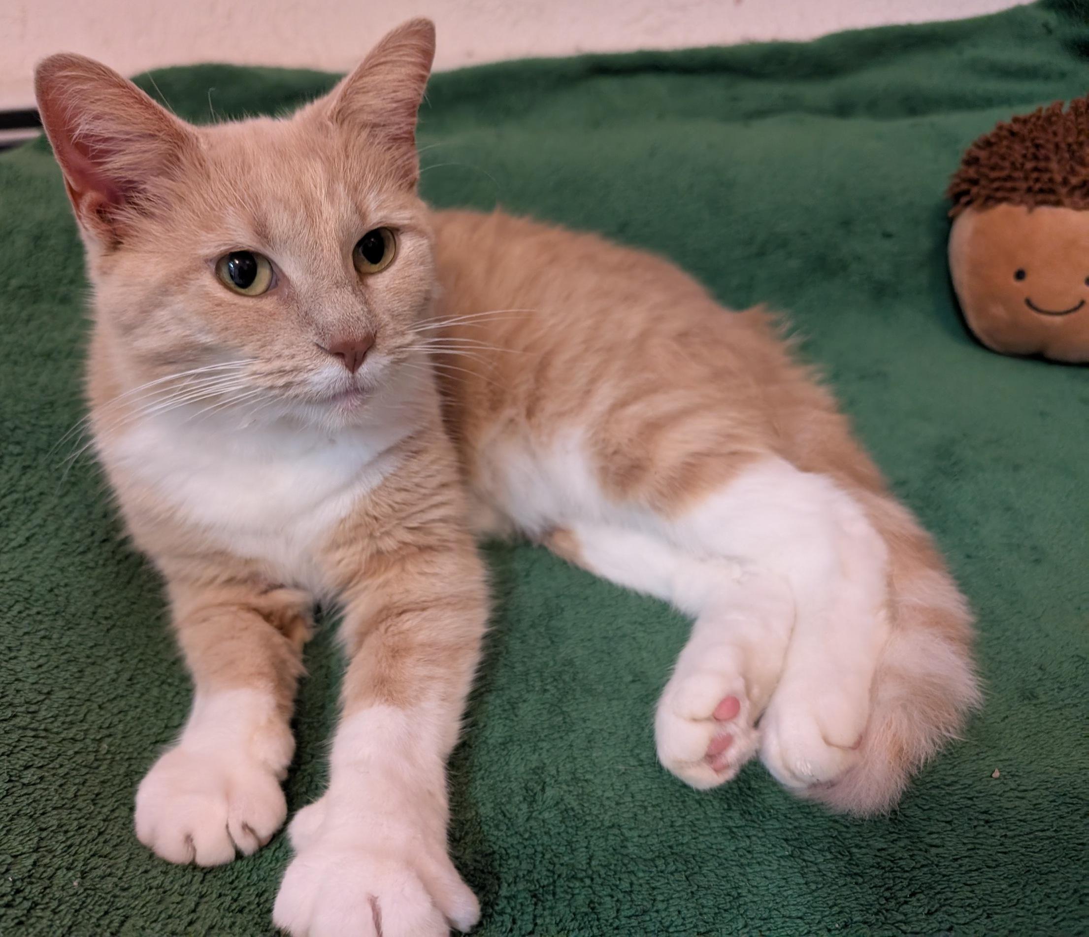 Penny, adoptable, Adult Female Domestic Short Hair.