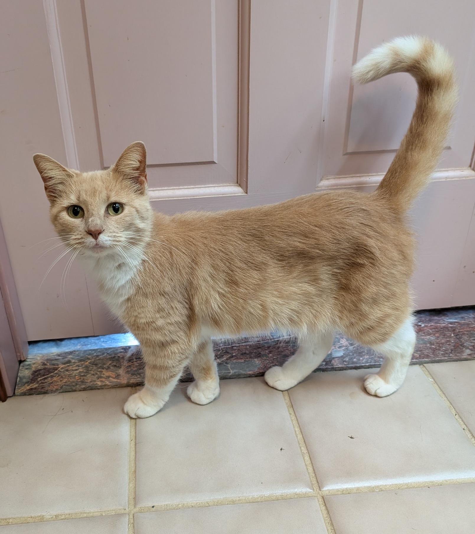 Penny, an adoptable Domestic Short Hair in Fairview Heights, IL image 4/6