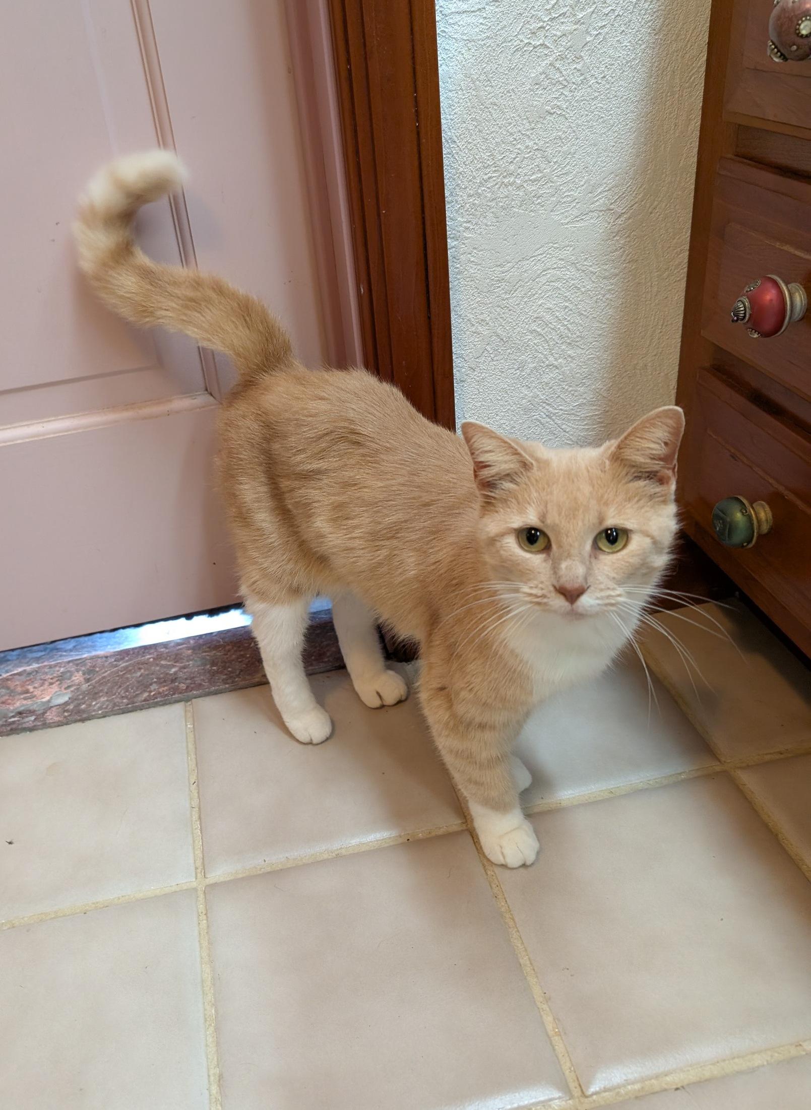 Penny, an adoptable Domestic Short Hair in Fairview Heights, IL image 2/6