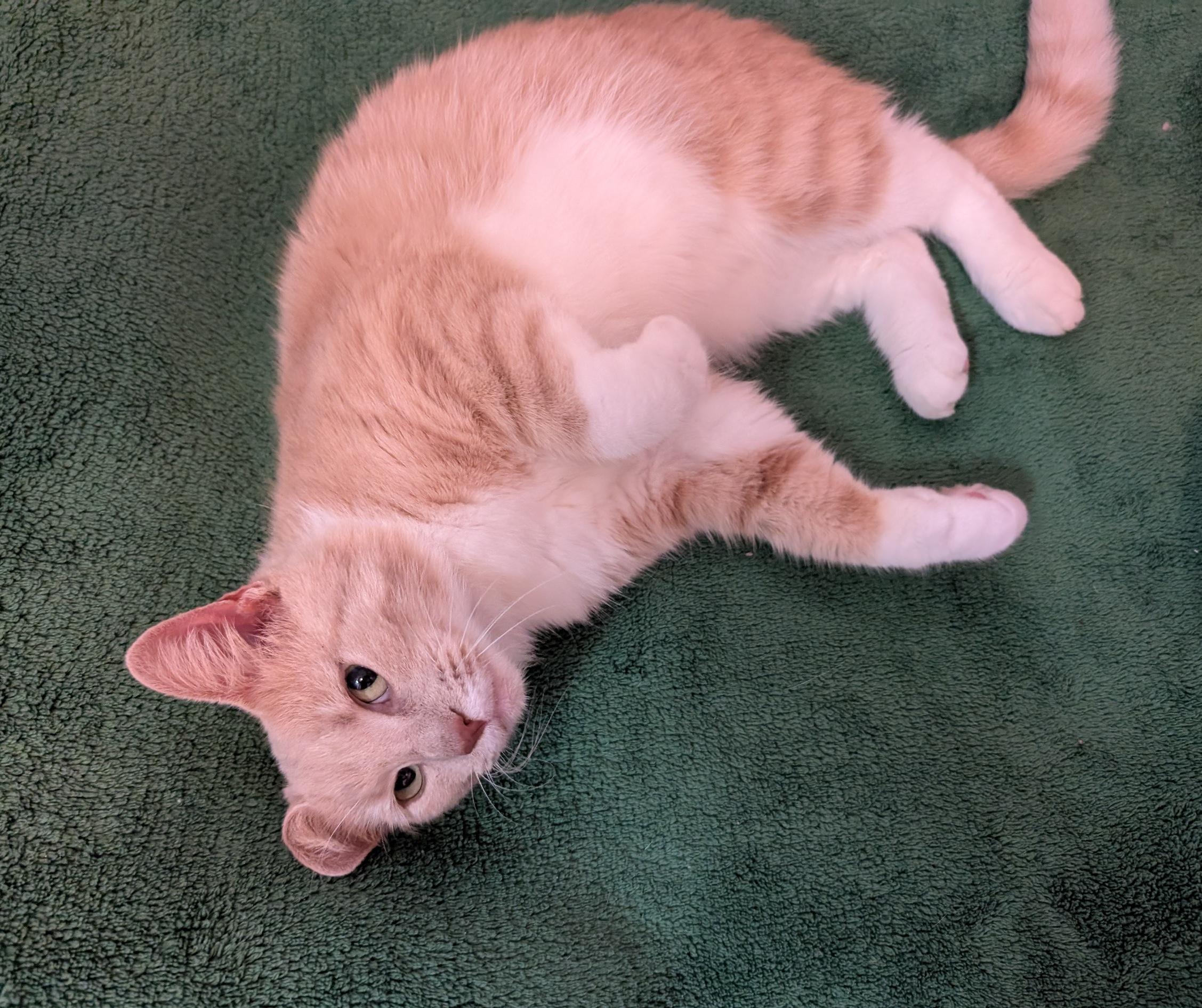 Penny, an adoptable Domestic Short Hair in Fairview Heights, IL image 3/6