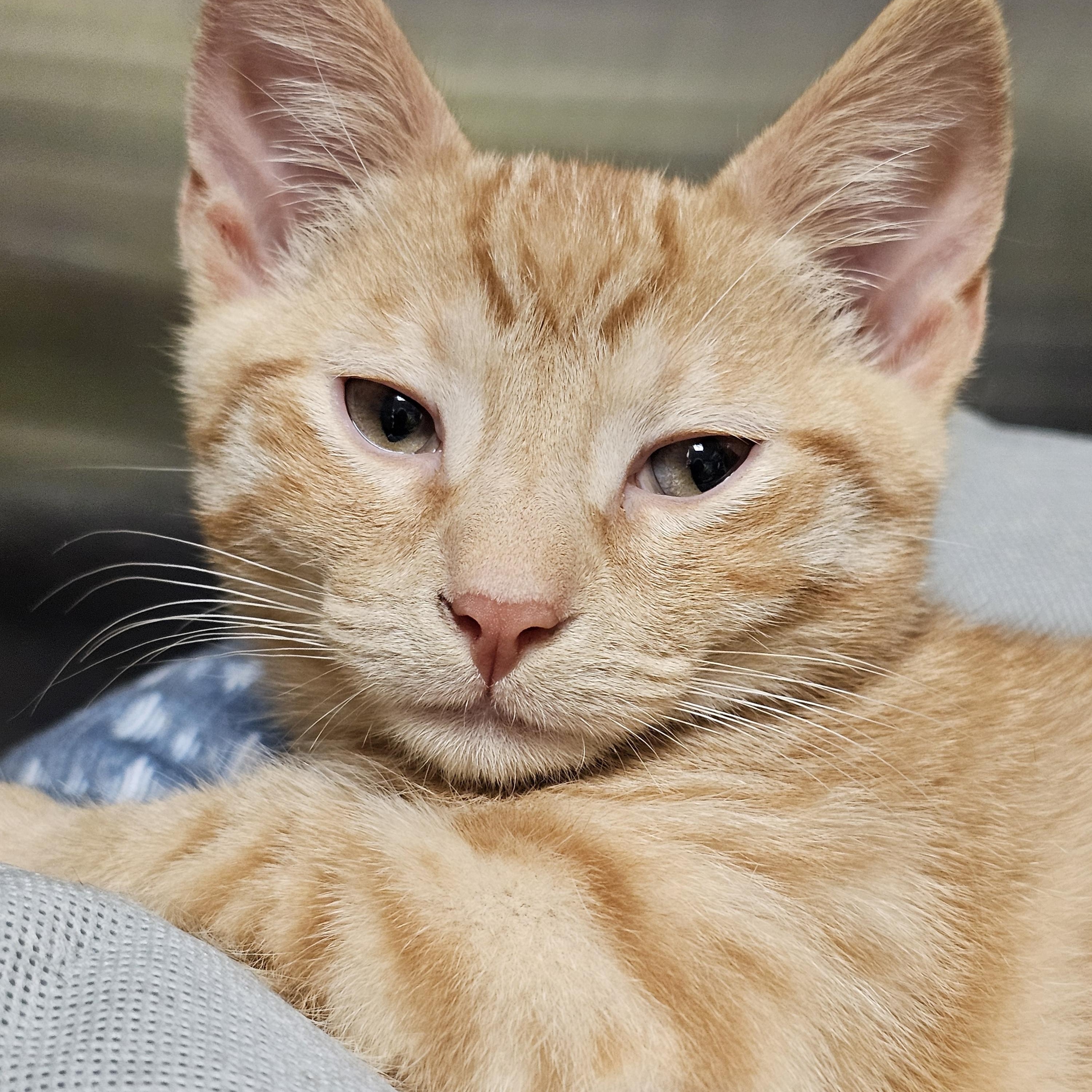 The Under the Sea Kittens, an adopted Domestic Short Hair in Stratford, CT image 3/6