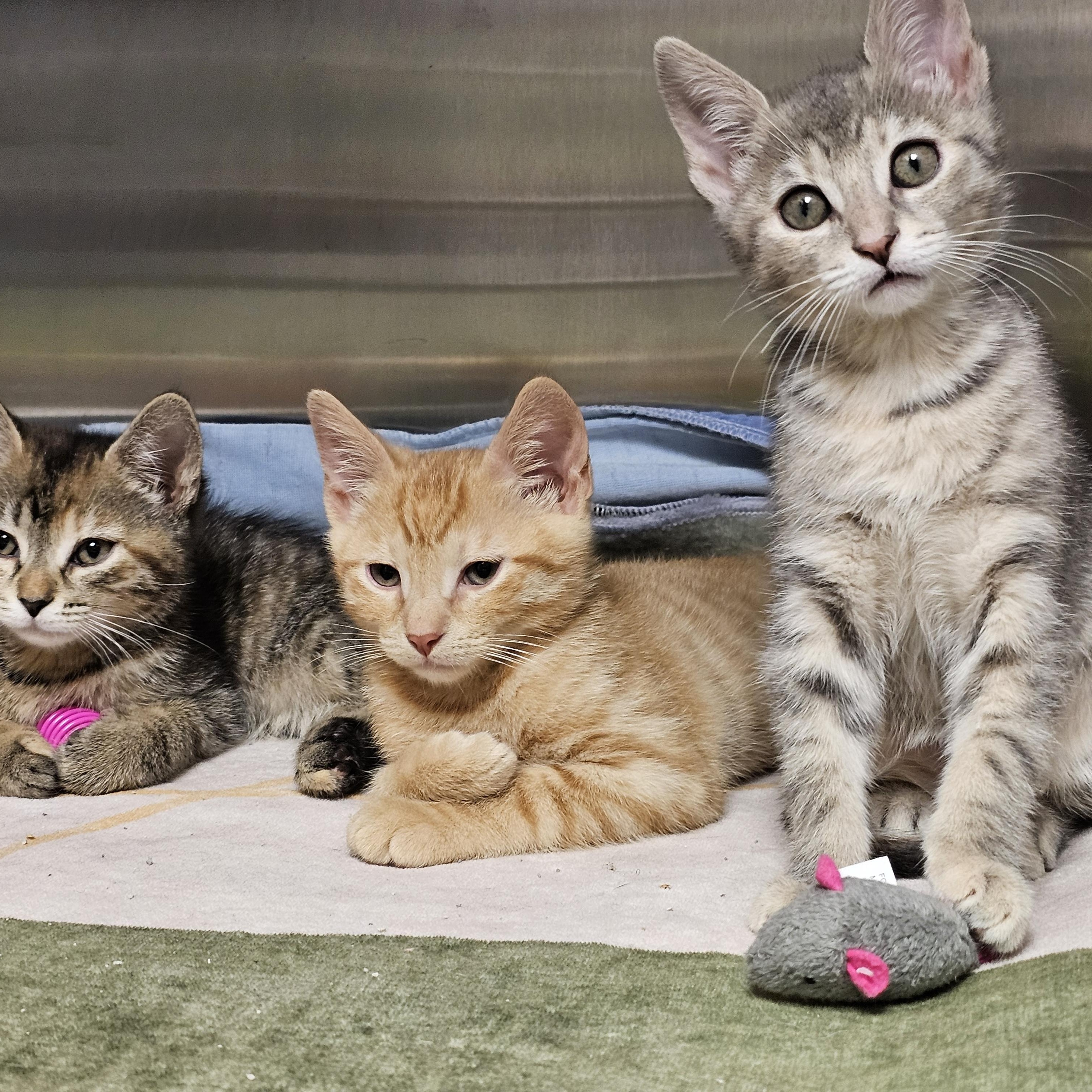 The Under the Sea Kittens, an adopted Domestic Short Hair in Stratford, CT image 5/6