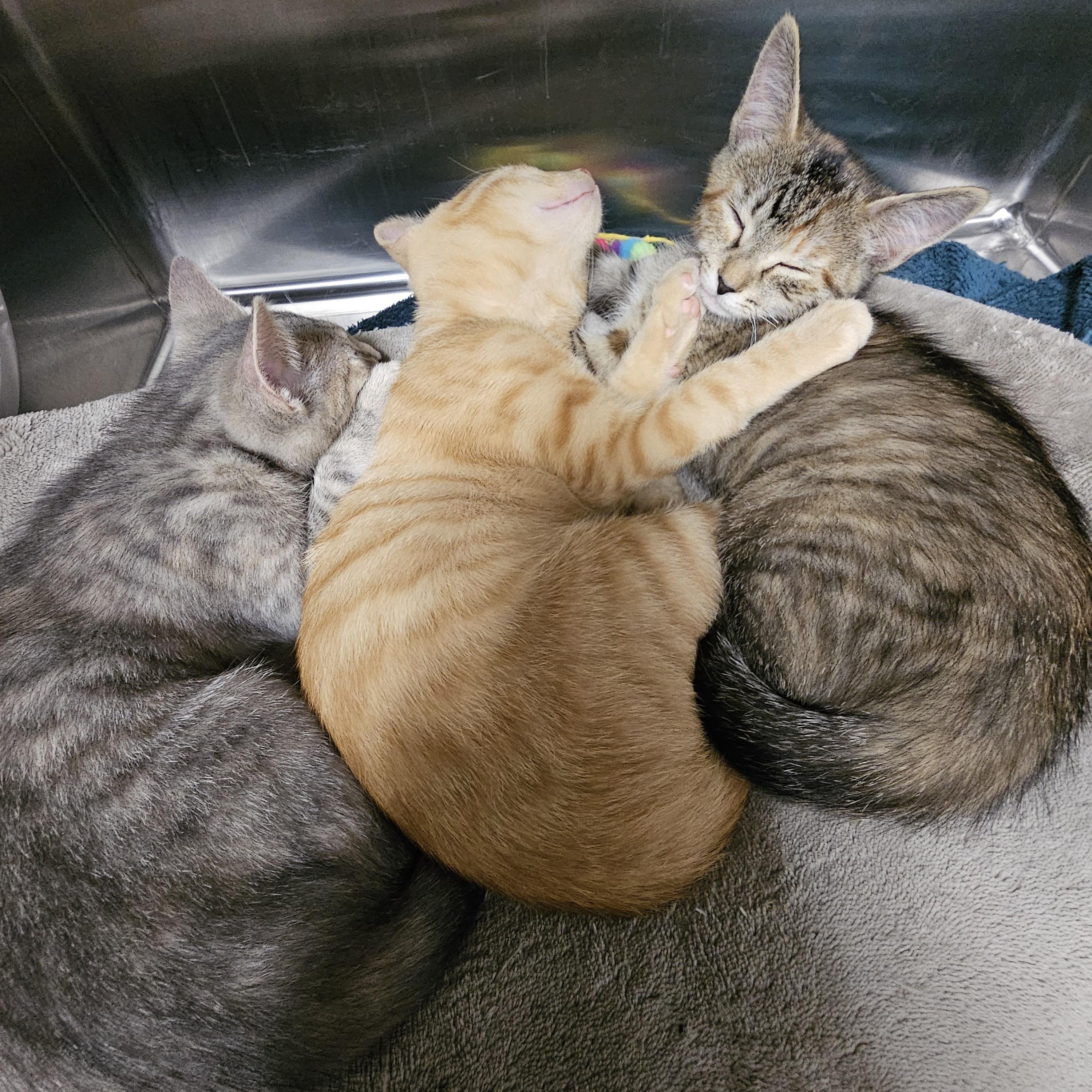 The Under the Sea Kittens, an adopted Domestic Short Hair in Stratford, CT image 6/6