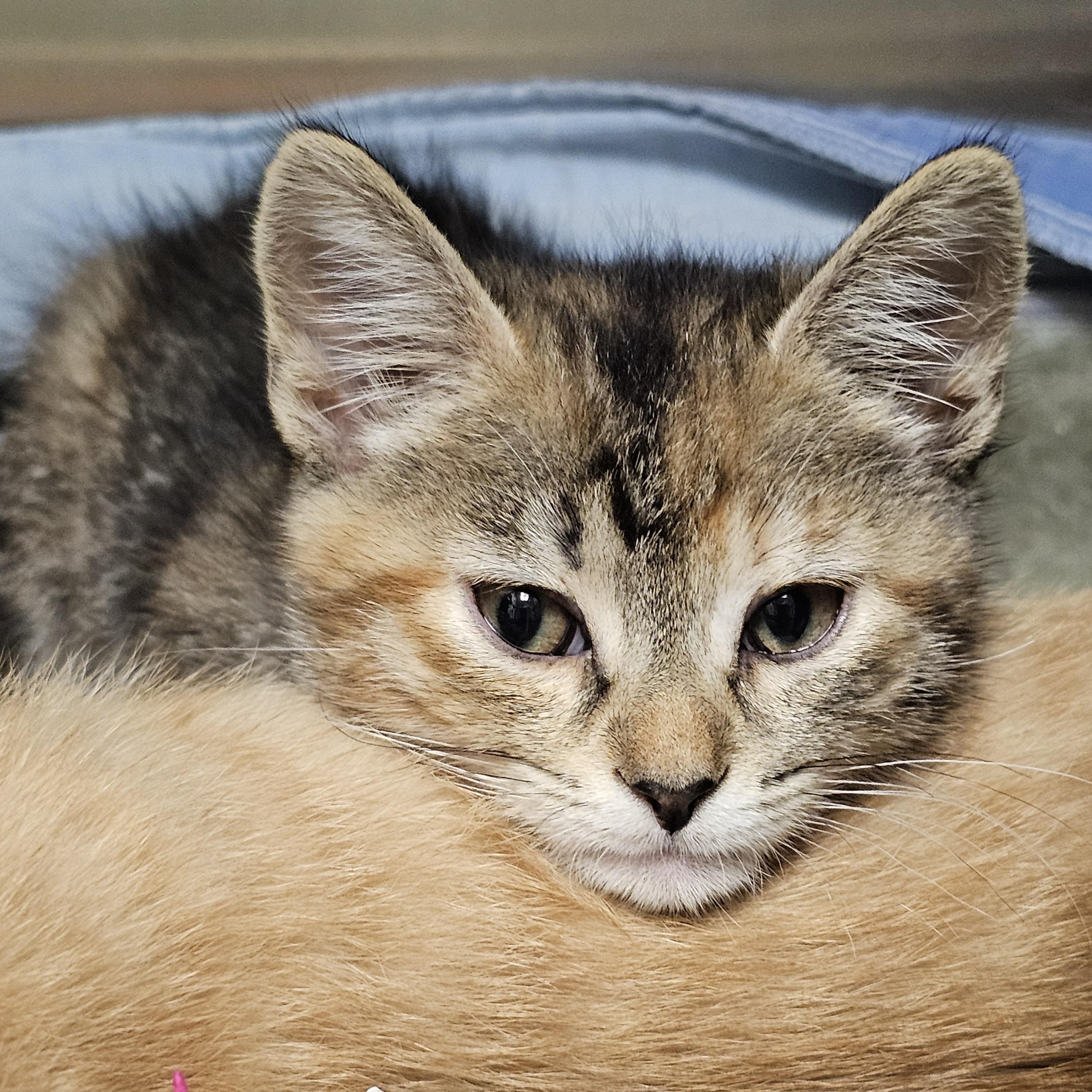 The Under the Sea Kittens, an adopted Domestic Short Hair in Stratford, CT image 2/6