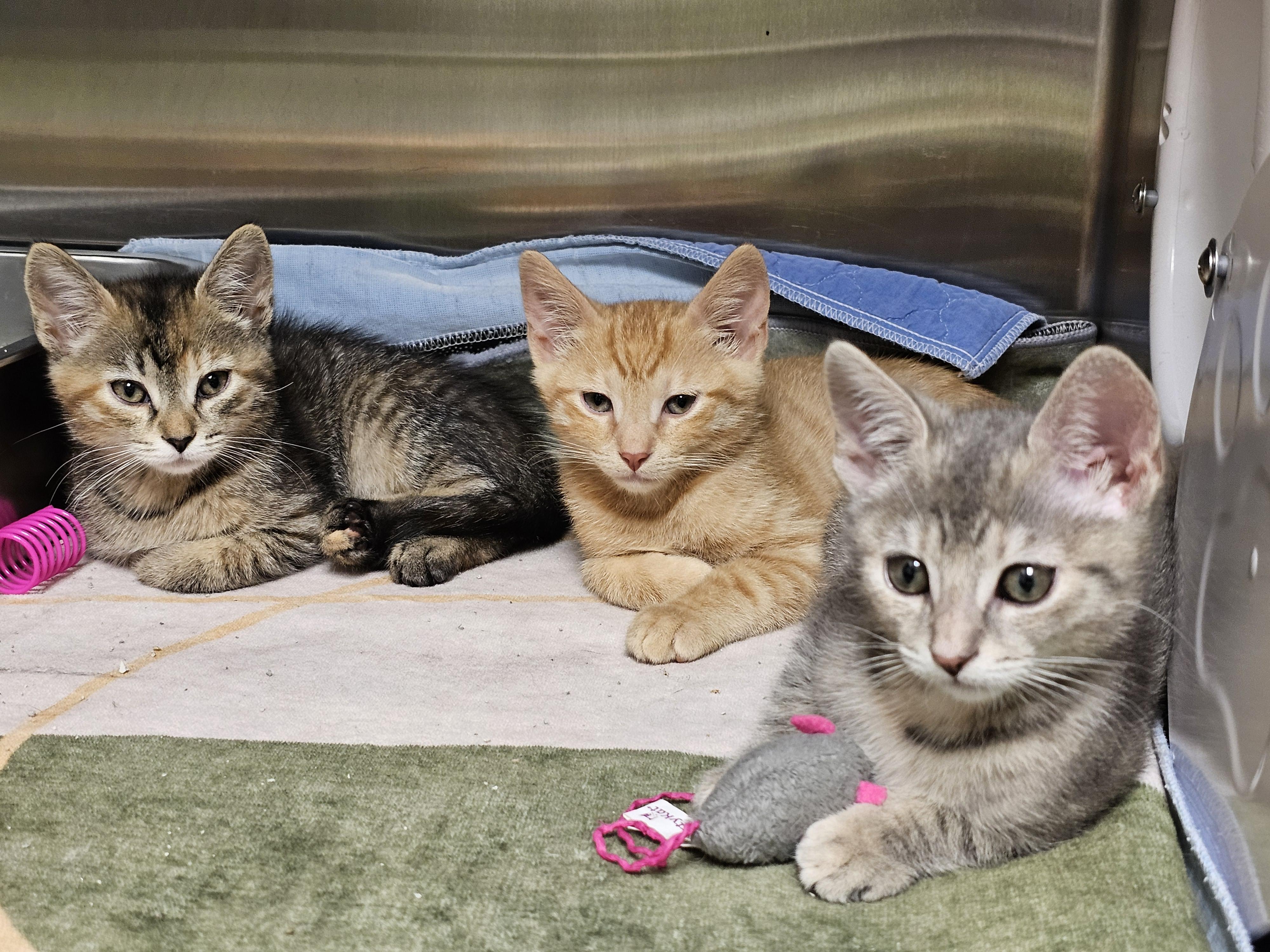 The Under the Sea Kittens, adopted, Kitten Female Domestic Short Hair.