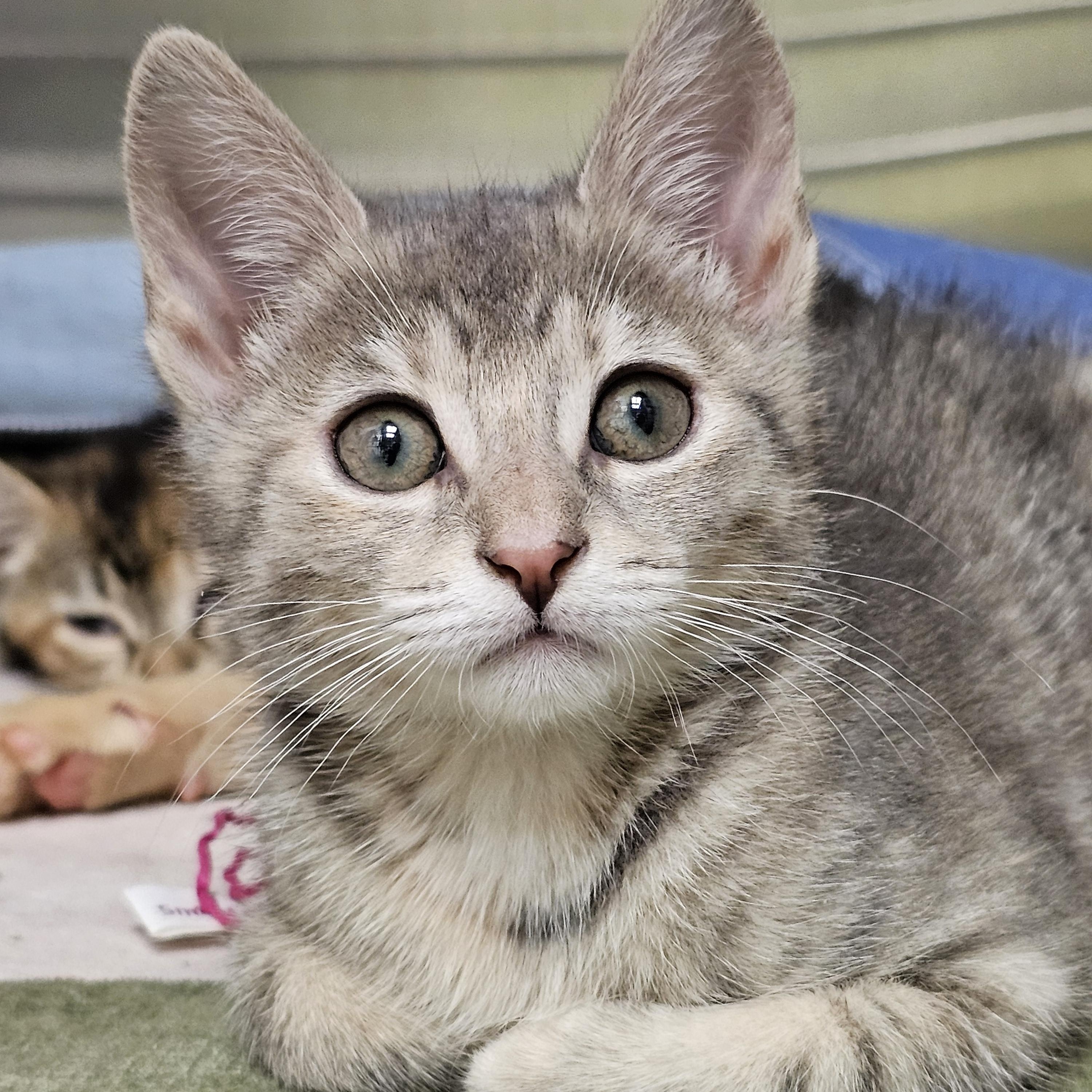 The Under the Sea Kittens, an adopted Domestic Short Hair in Stratford, CT image 4/6