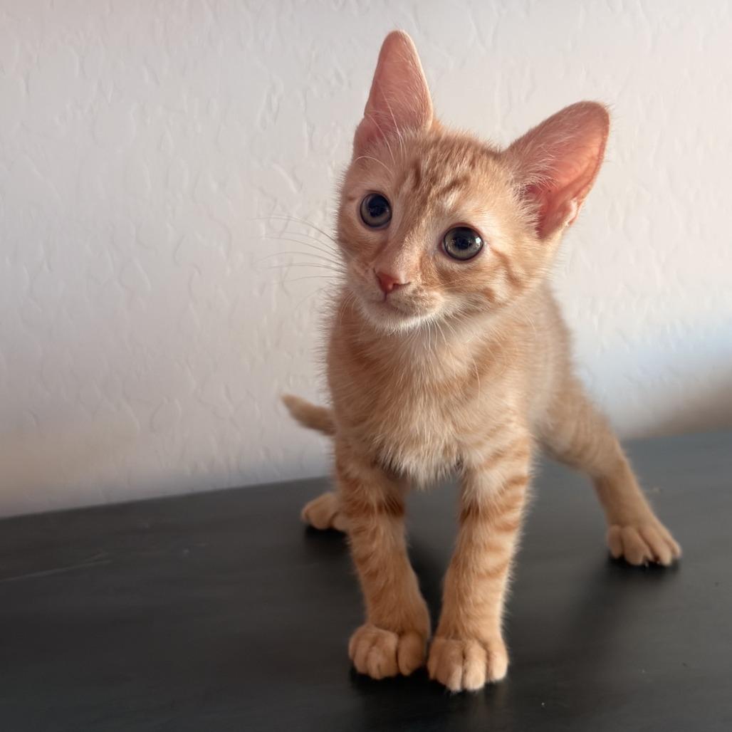 Rocket, Adoptable, Kitten Male Domestic Short Hair.