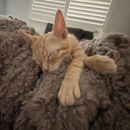 Enlarge Rocket, a Adoptable Domestic Short Hair in Prescott, AZ image 2/3