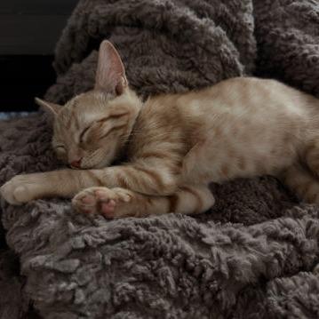 Enlarge Rocket, a Adoptable Domestic Short Hair in Prescott, AZ image 3/3
