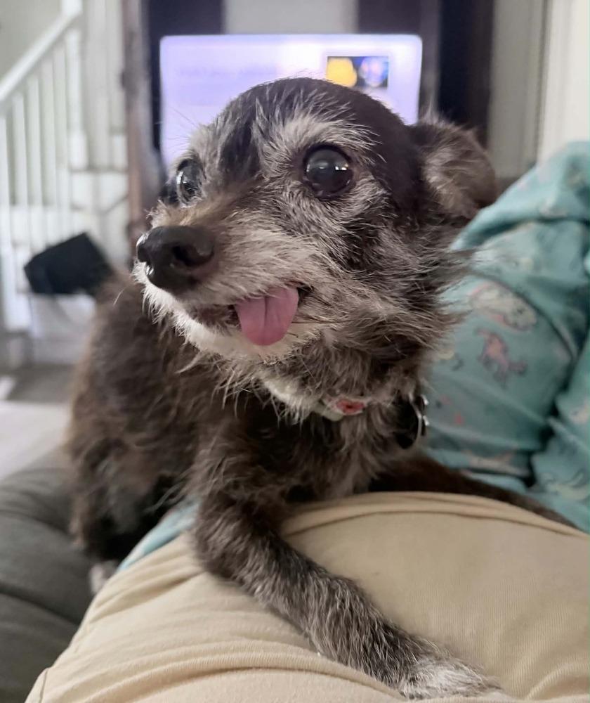 Lula, Adoptable, Adult Female Chihuahua & Poodle.
