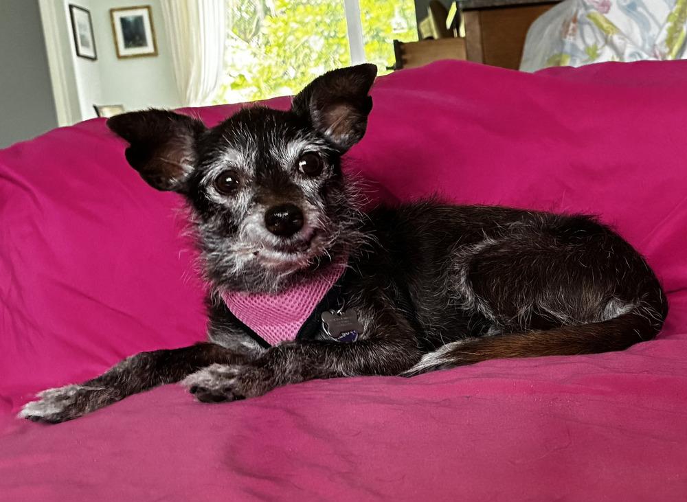 Enlarge Lula, a Adoptable mixed breed in Plantation, FL image 2/6