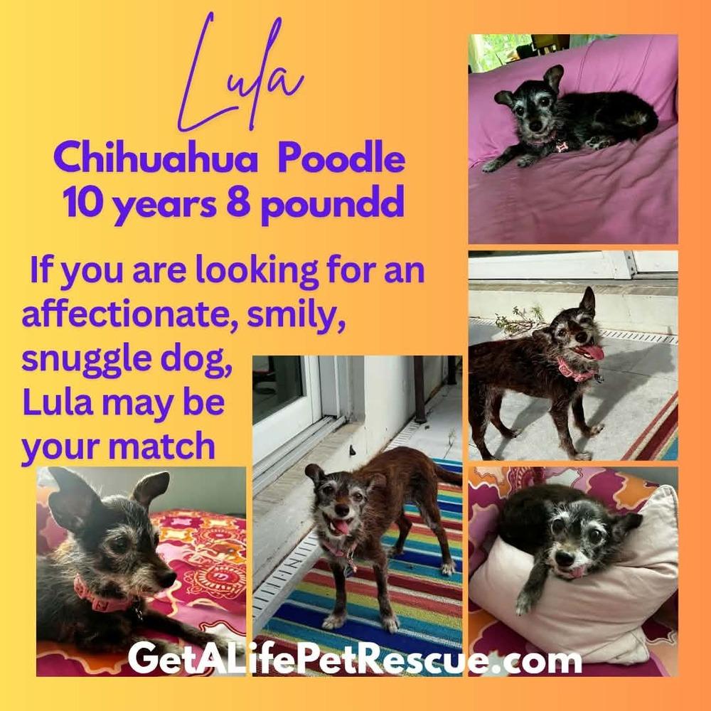 Enlarge Lula, a Adoptable mixed breed in Plantation, FL image 3/6