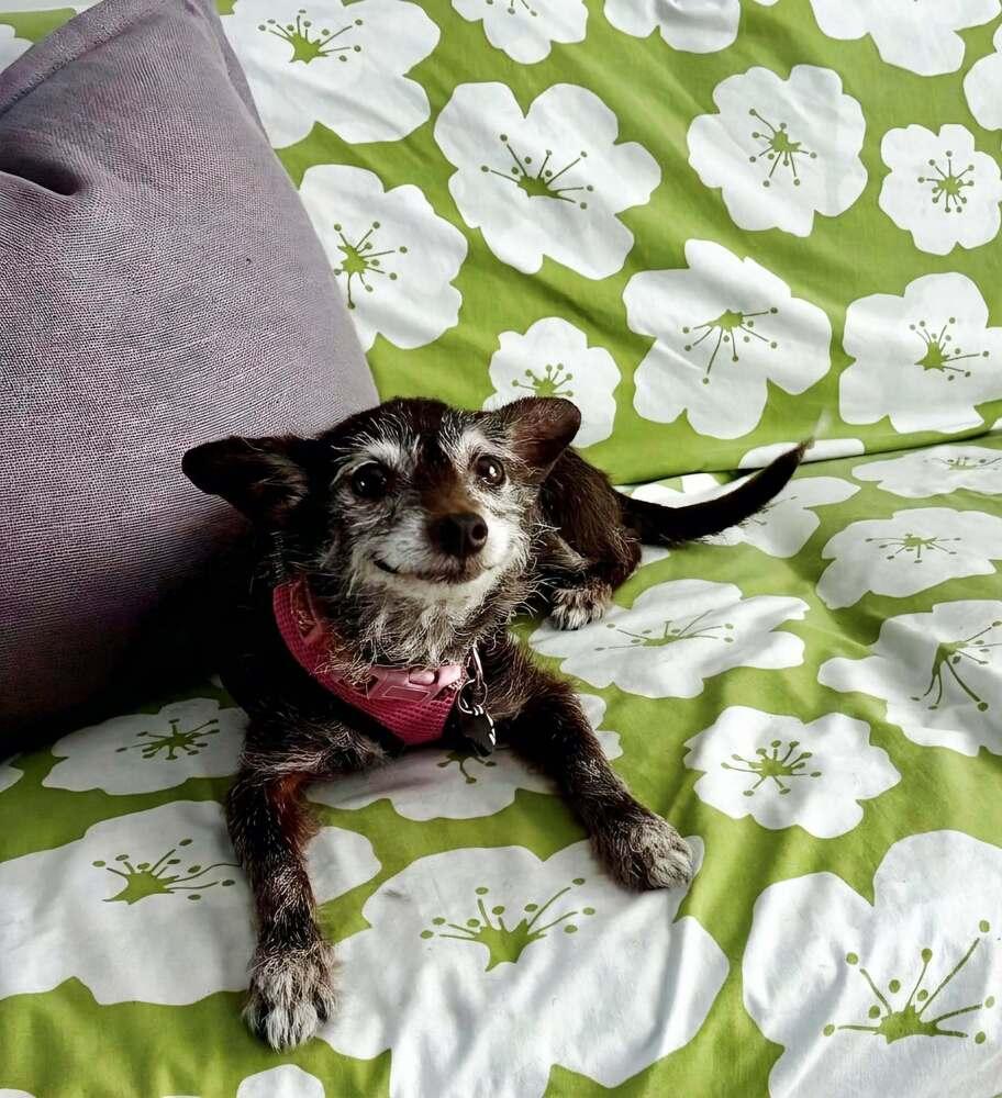Enlarge Lula, a Adoptable mixed breed in Plantation, FL image 4/6