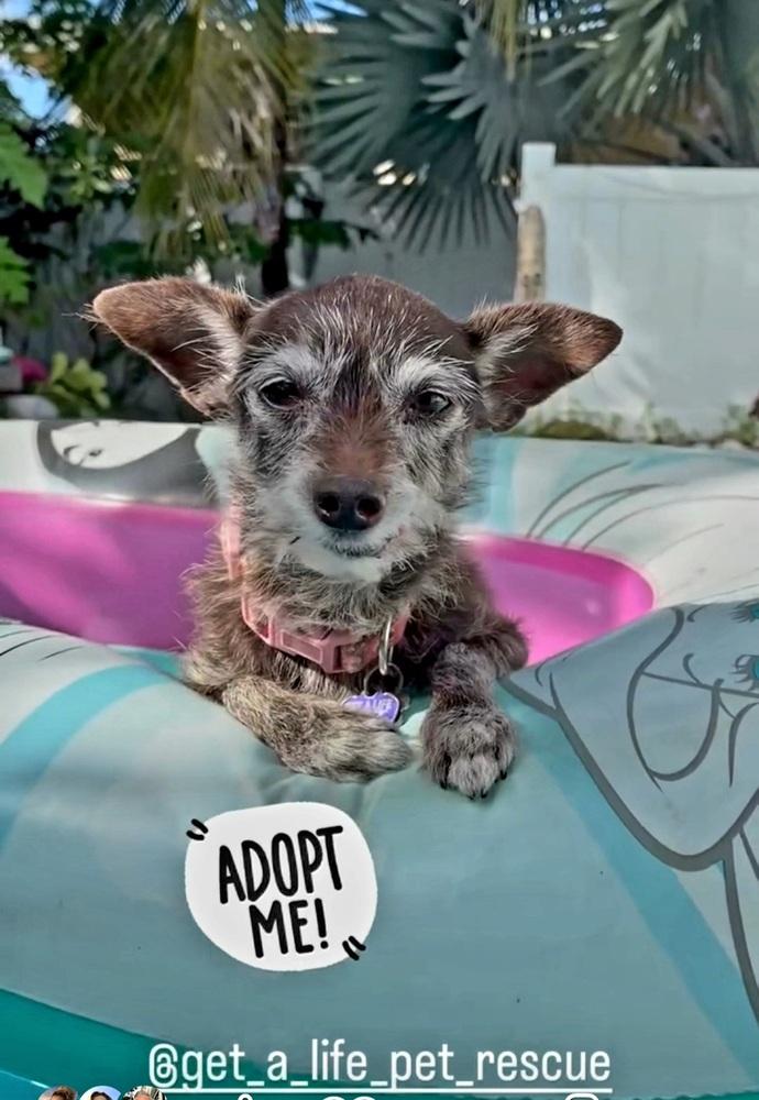 Enlarge Lula, a Adoptable mixed breed in Plantation, FL image 5/6