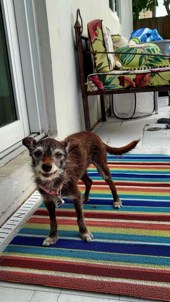 Enlarge Lula, a Adoptable mixed breed in Plantation, FL image 6/6