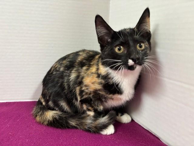 French Cruller Donut, a Adoptable Calico in Hawk Point, MO image 1/4