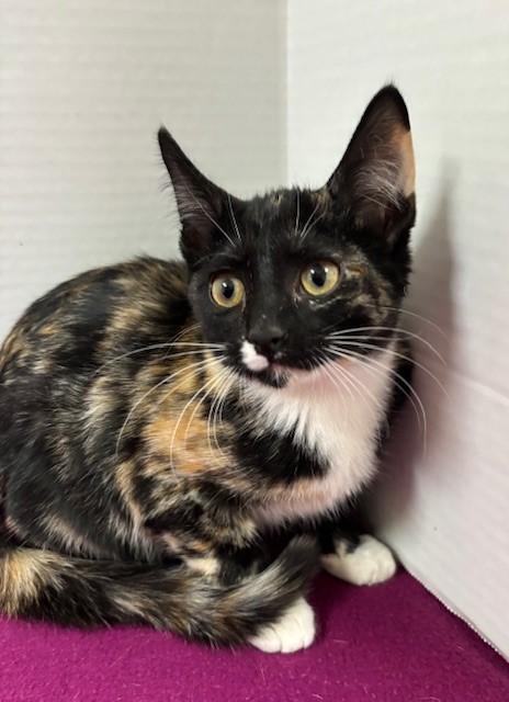 French Cruller Donut, a Adoptable Calico in Hawk Point, MO image 2/4