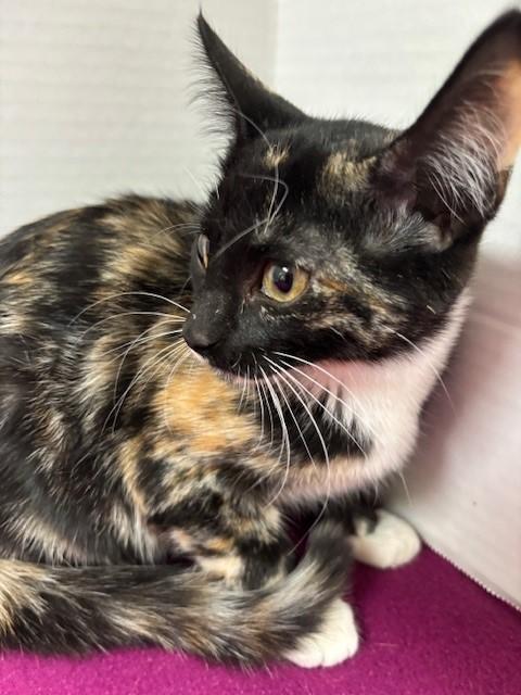 French Cruller Donut, a Adoptable Calico in Hawk Point, MO image 3/4