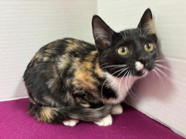 French Cruller Donut, a Adoptable Calico in Hawk Point, MO image 4/4