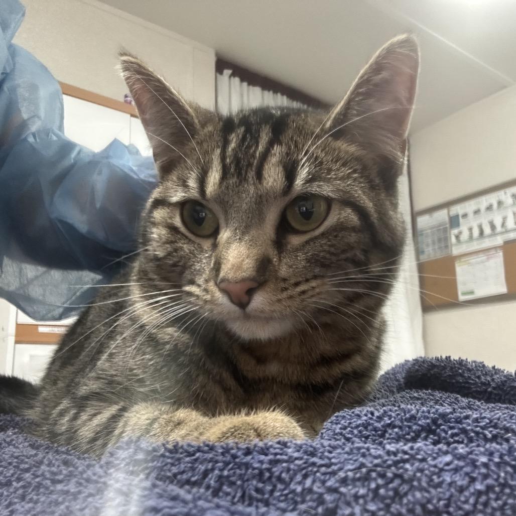 Cherry, Adoptable, Adult Female Domestic Short Hair.