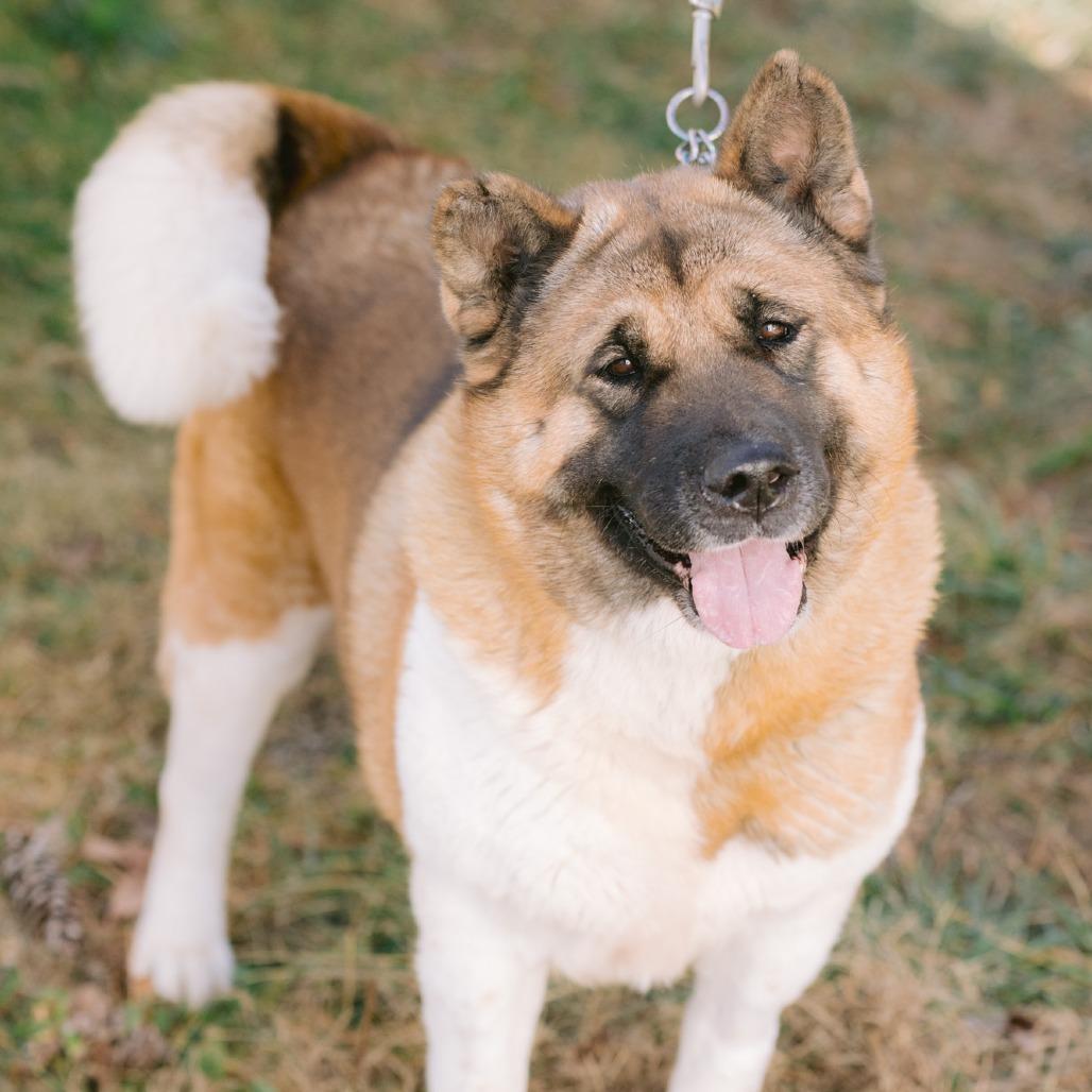 Lilly LuAnn, adoptable, Adult Female Akita.