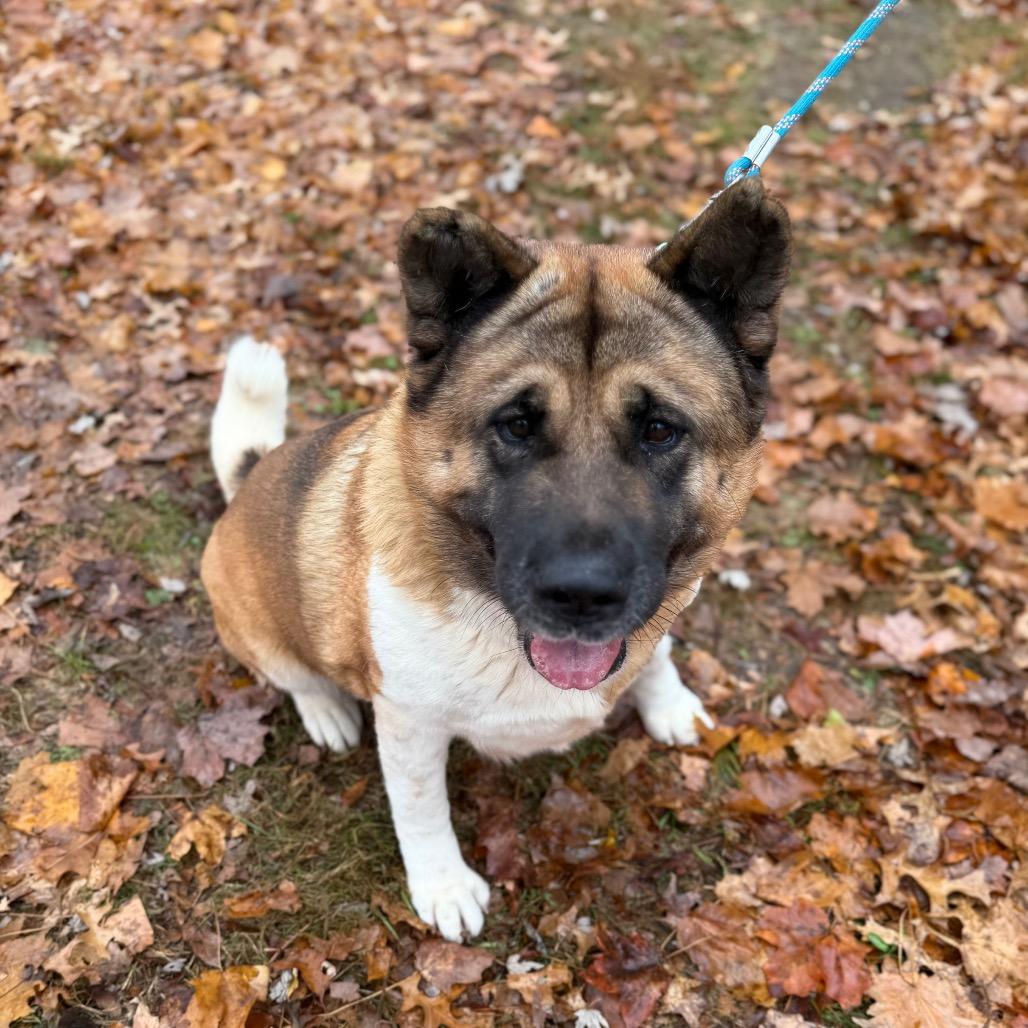 Enlarge Lilly LuAnn, a Adoptable Akita in Zionsville, IN image 1/1