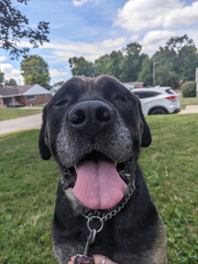 Molly Weasley, a Adoptable mixed breed in Kettering, OH image 1/4