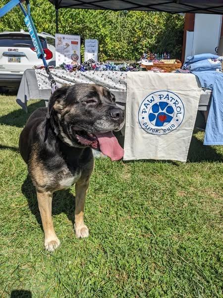 Enlarge Molly Weasley, a Adoptable mixed breed in Kettering, OH image 2/4