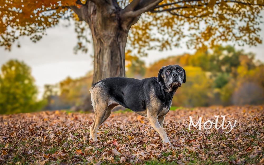 Enlarge Molly Weasley, a Adoptable mixed breed in Kettering, OH image 4/4