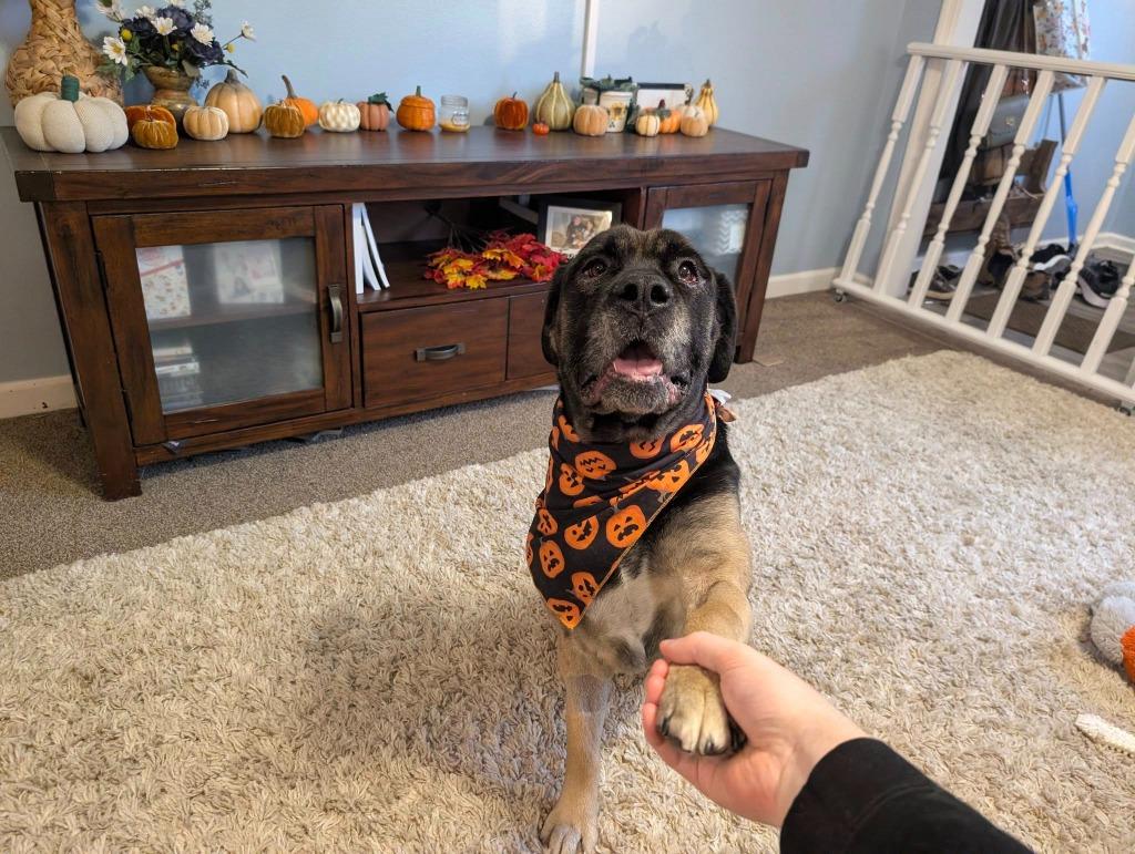 Molly Weasley, a Adoptable mixed breed in Kettering, OH image 4/4