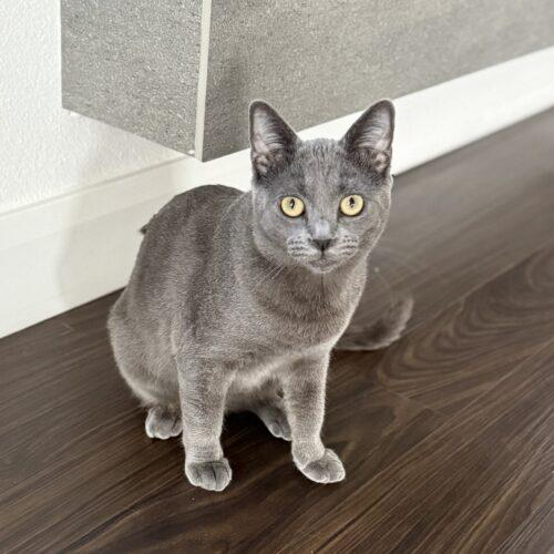 Sheba, Adoptable, Young Female Russian Blue.