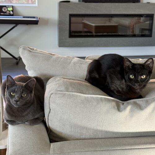 Sheba, a Adoptable Russian Blue in Coachella, CA image 2/4