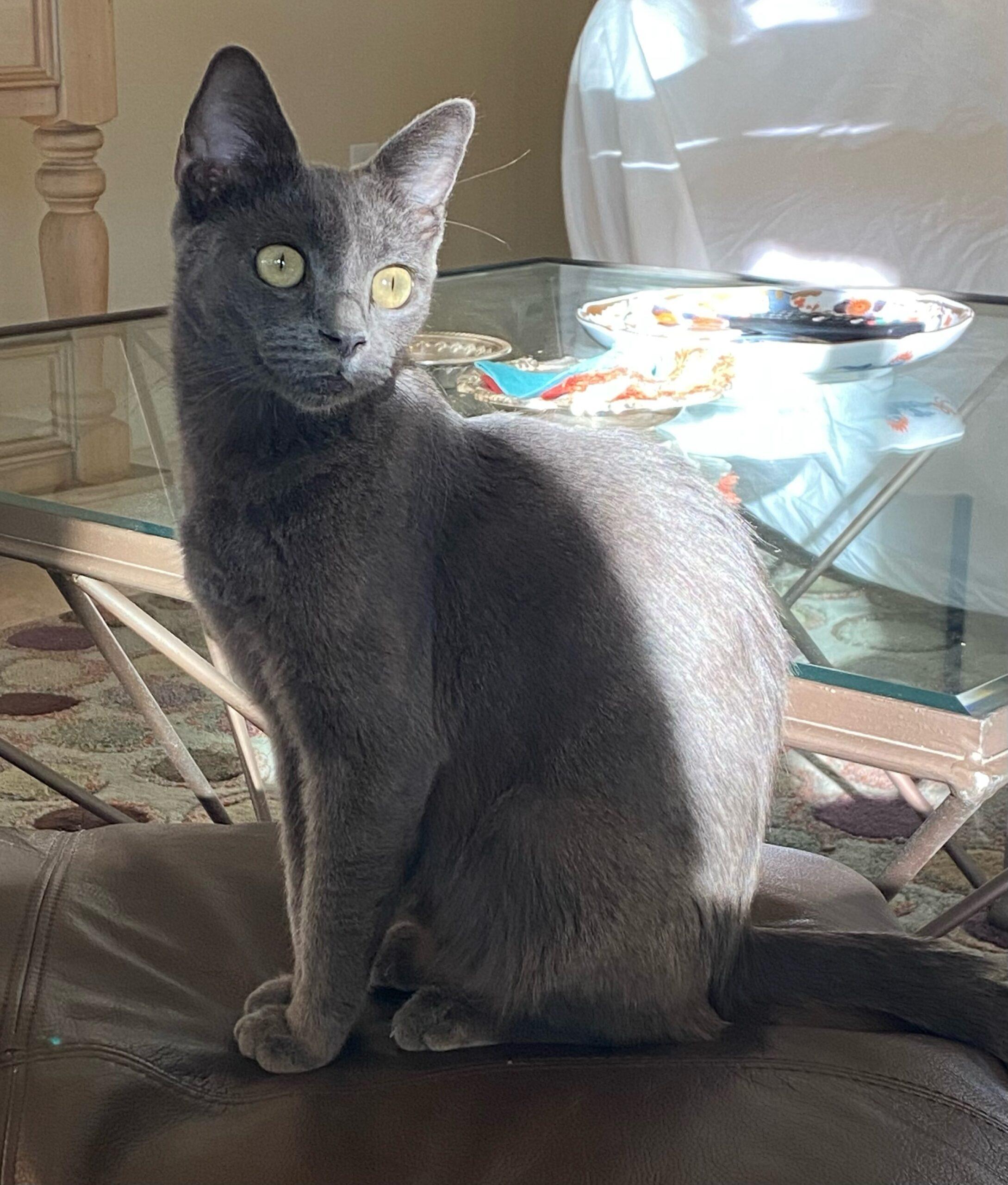 Sheba, a Adoptable Russian Blue in Coachella, CA image 2/4