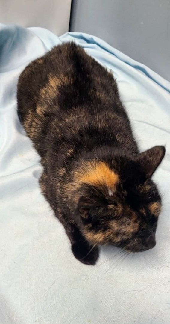 Cat for adoption Vixen, a Tortoiseshell in Hoopeston, IL Petfinder