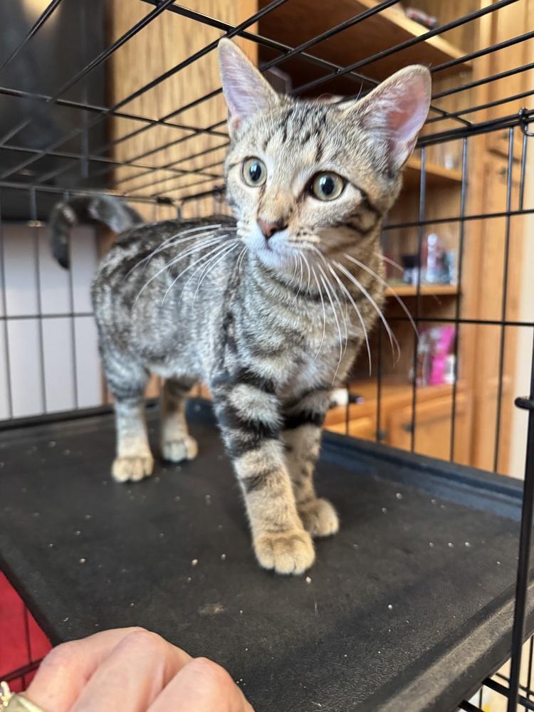 Enlarge Toad, a Adoptable mixed breed in Papillion, NE image 2/2
