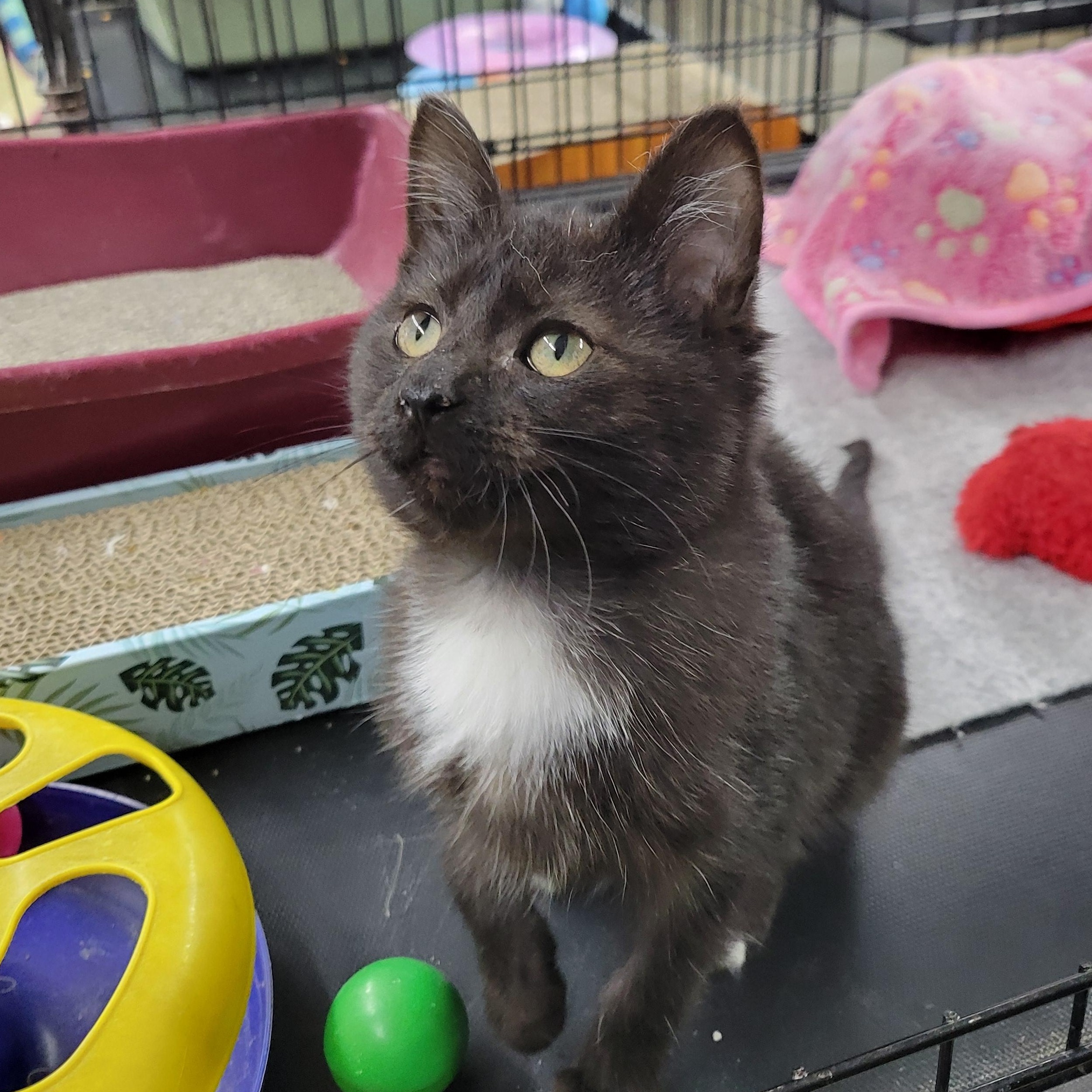 Felix, ADOPTABLE, Kitten Male Domestic Short Hair.
