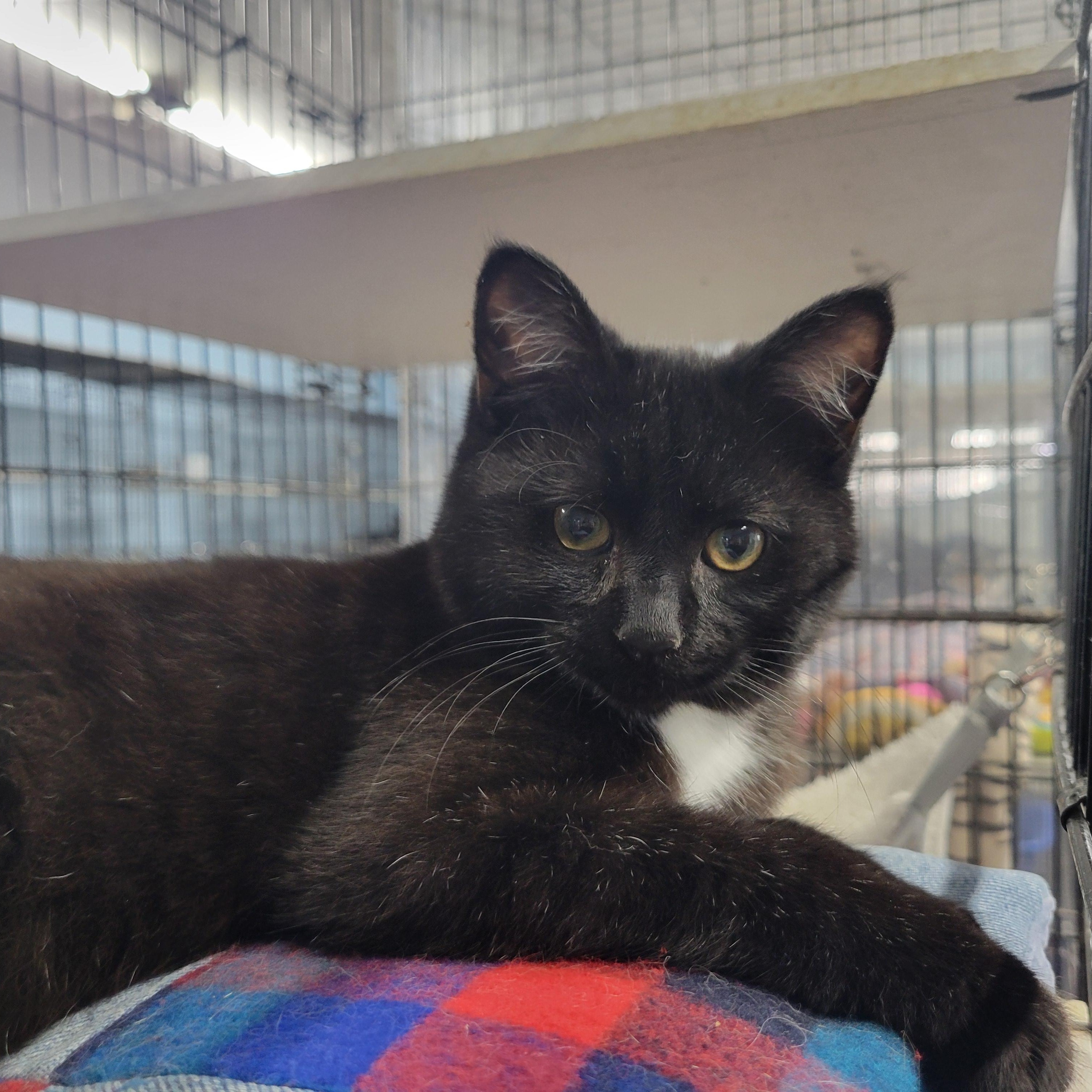 Enlarge Felix, a ADOPTABLE Domestic Short Hair in Clarinda, IA image 2/6