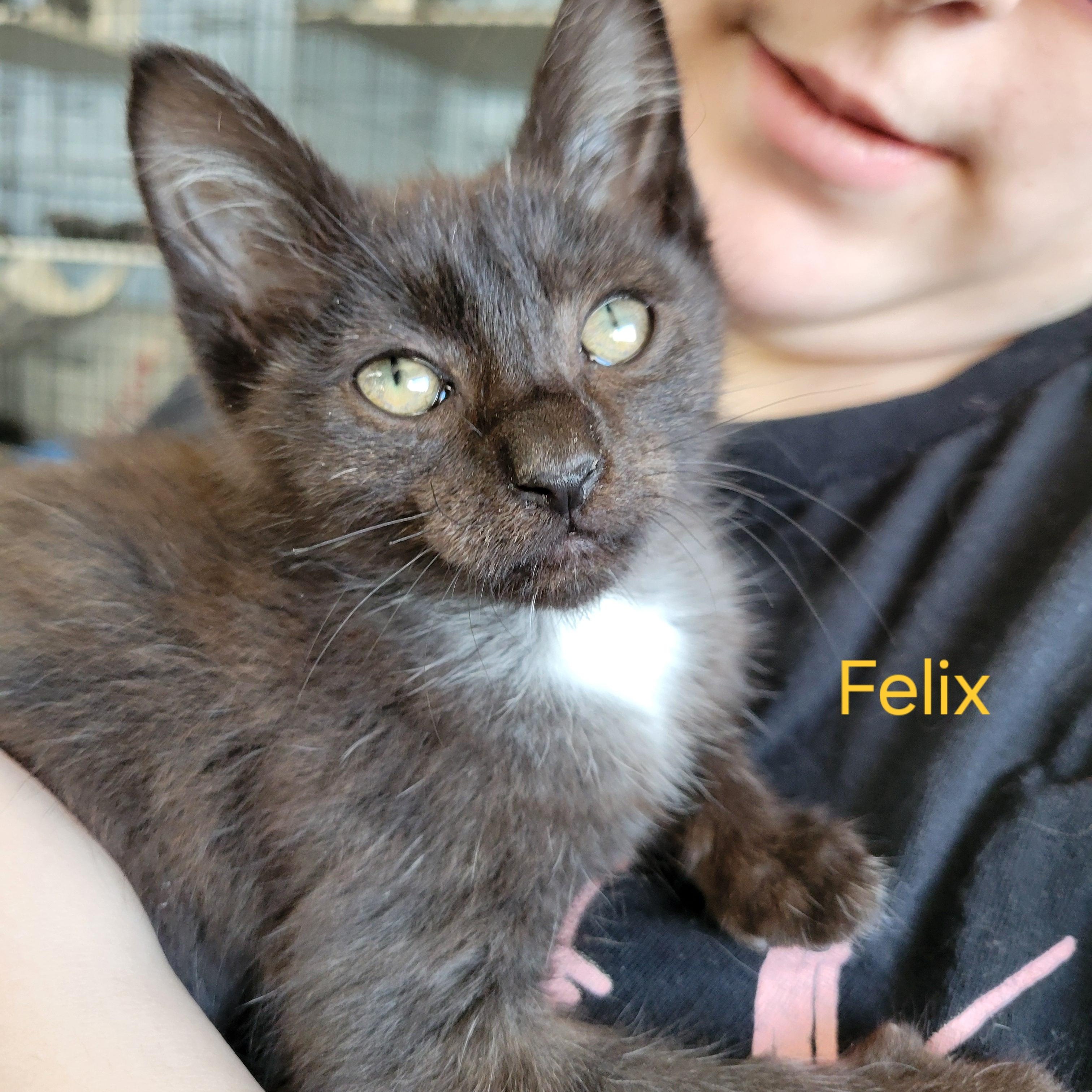 Enlarge Felix, a ADOPTABLE Domestic Short Hair in Clarinda, IA image 2/3