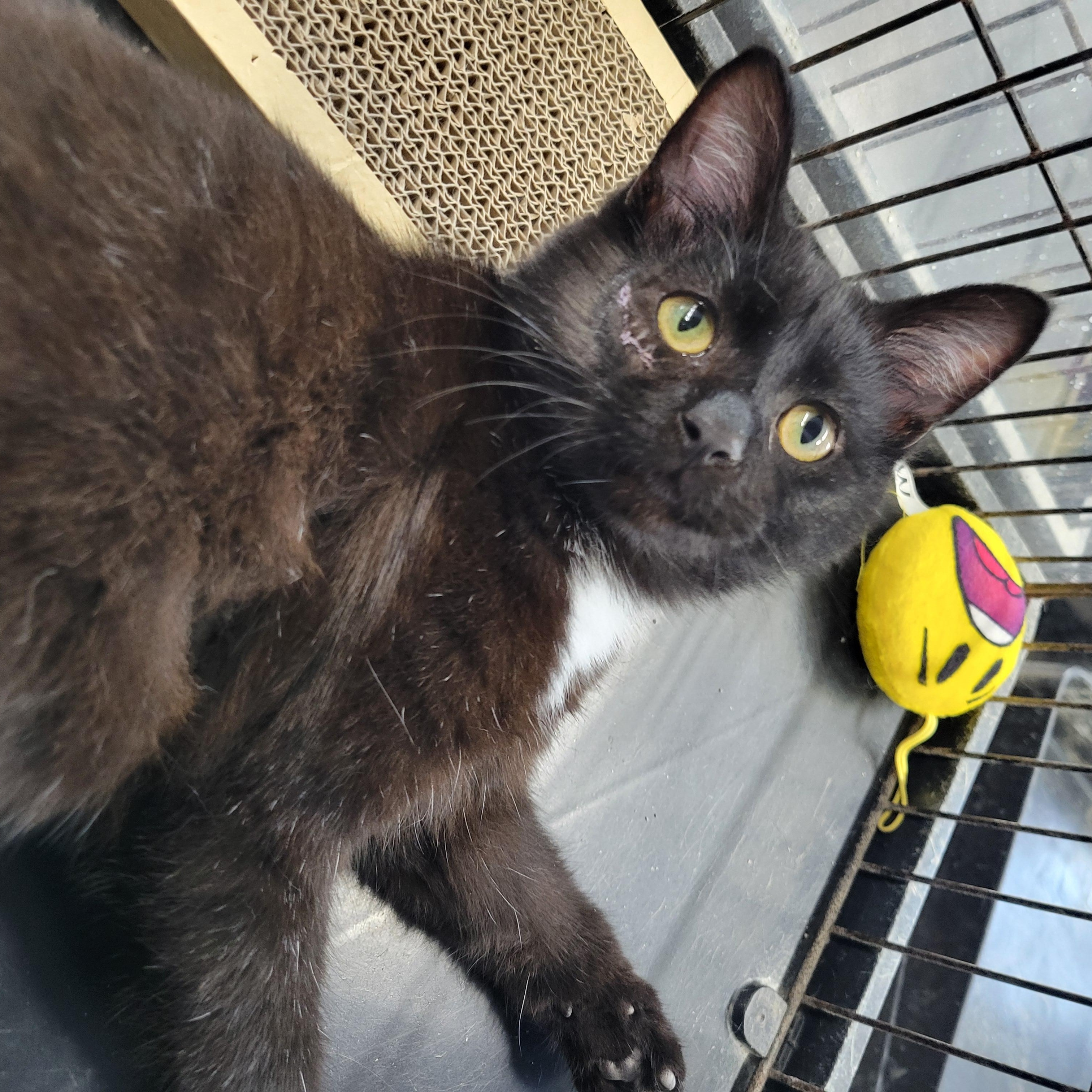 Enlarge Felix, a ADOPTABLE Domestic Short Hair in Clarinda, IA image 6/6
