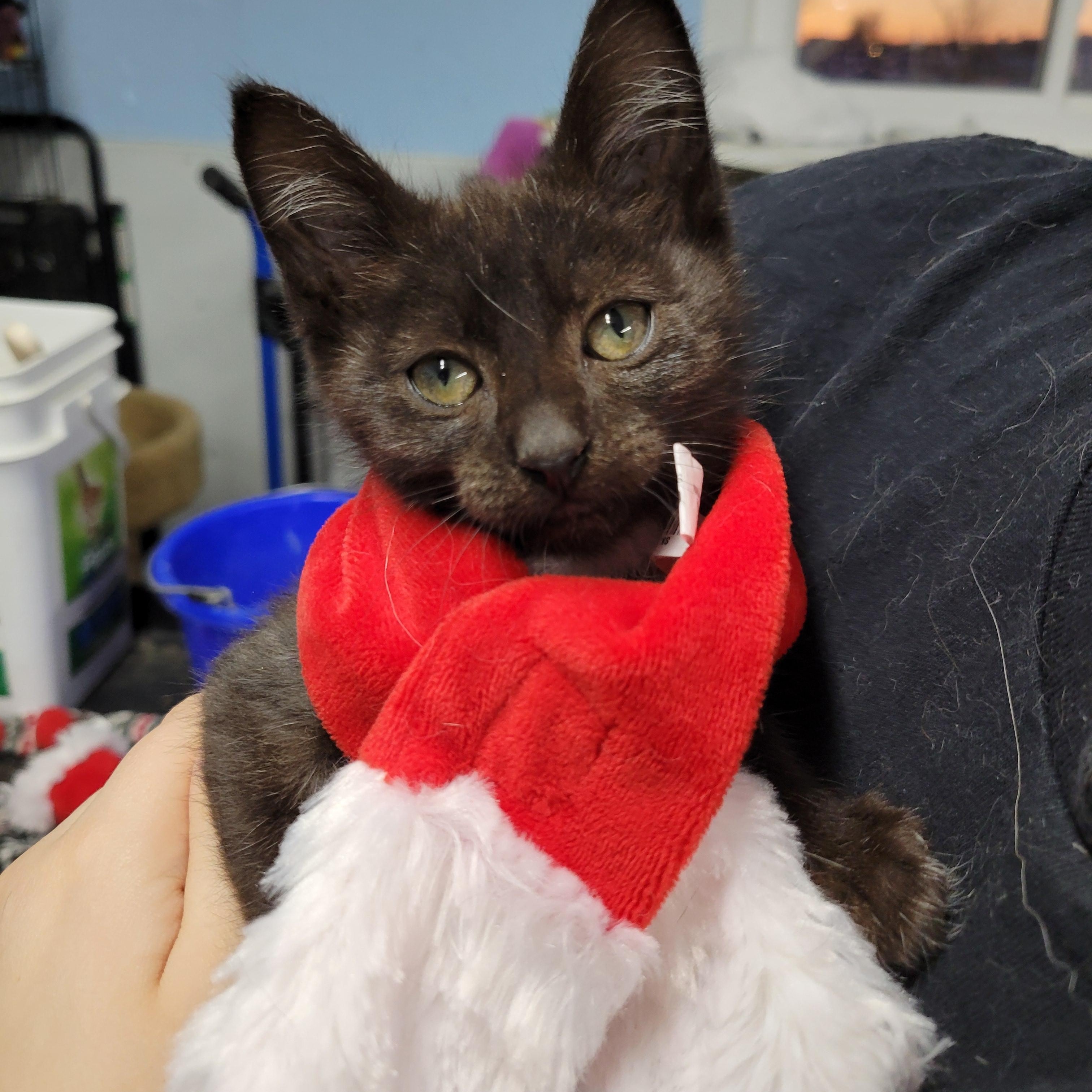 Enlarge Felix, a ADOPTABLE Domestic Short Hair in Clarinda, IA image 1/3