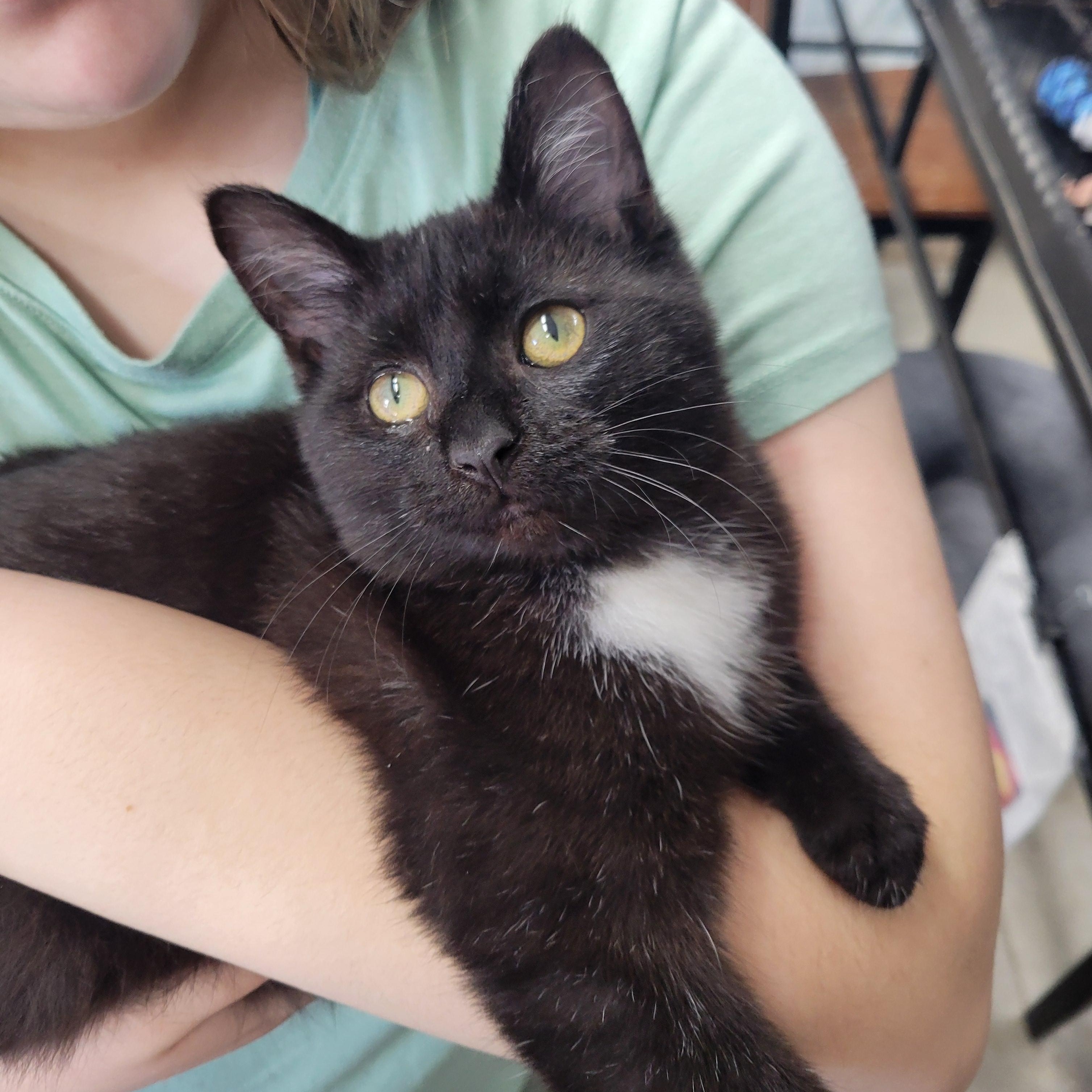 Felix, ADOPTABLE, Kitten Male Domestic Short Hair.