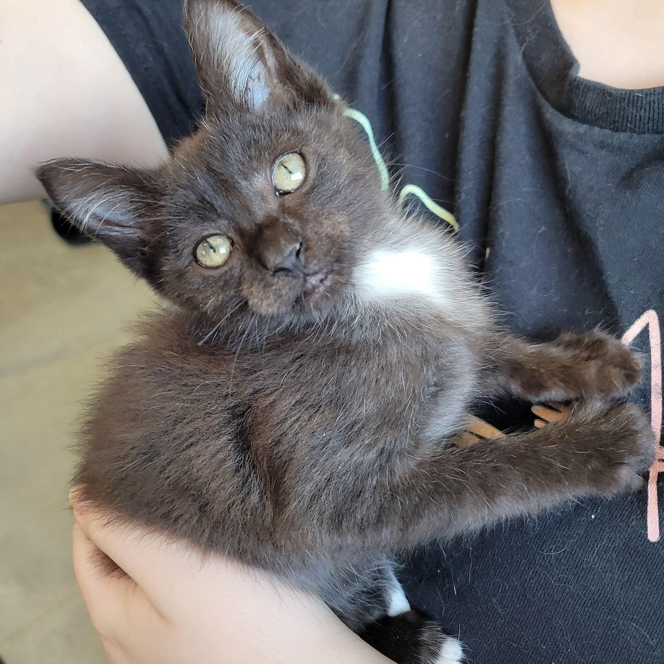 Enlarge Felix, a ADOPTABLE Domestic Short Hair in Clarinda, IA image 3/3