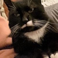 Mingus, Adoptable, Senior Male Domestic Short Hair.