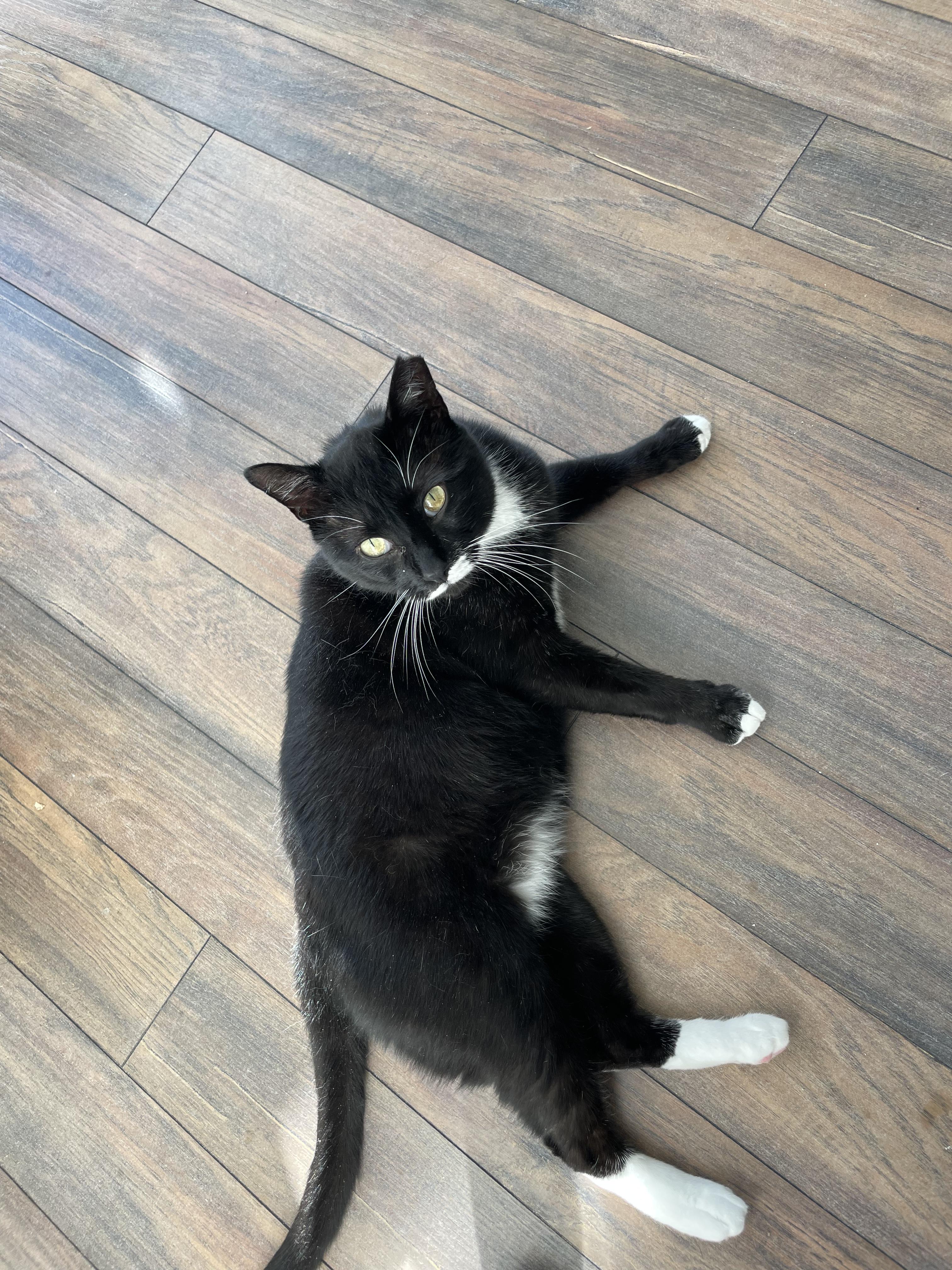 Enlarge Mingus, a Adoptable Domestic Short Hair in Jersey City, NJ image 3/5