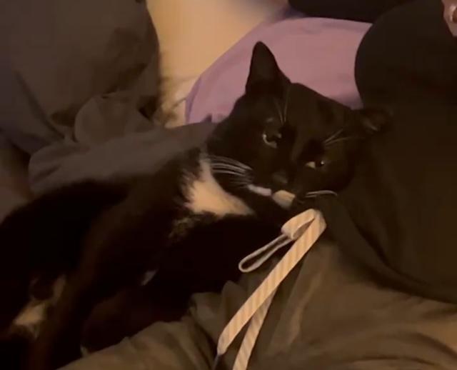 Mingus, a Adoptable Domestic Short Hair in Jersey City, NJ image 4/5