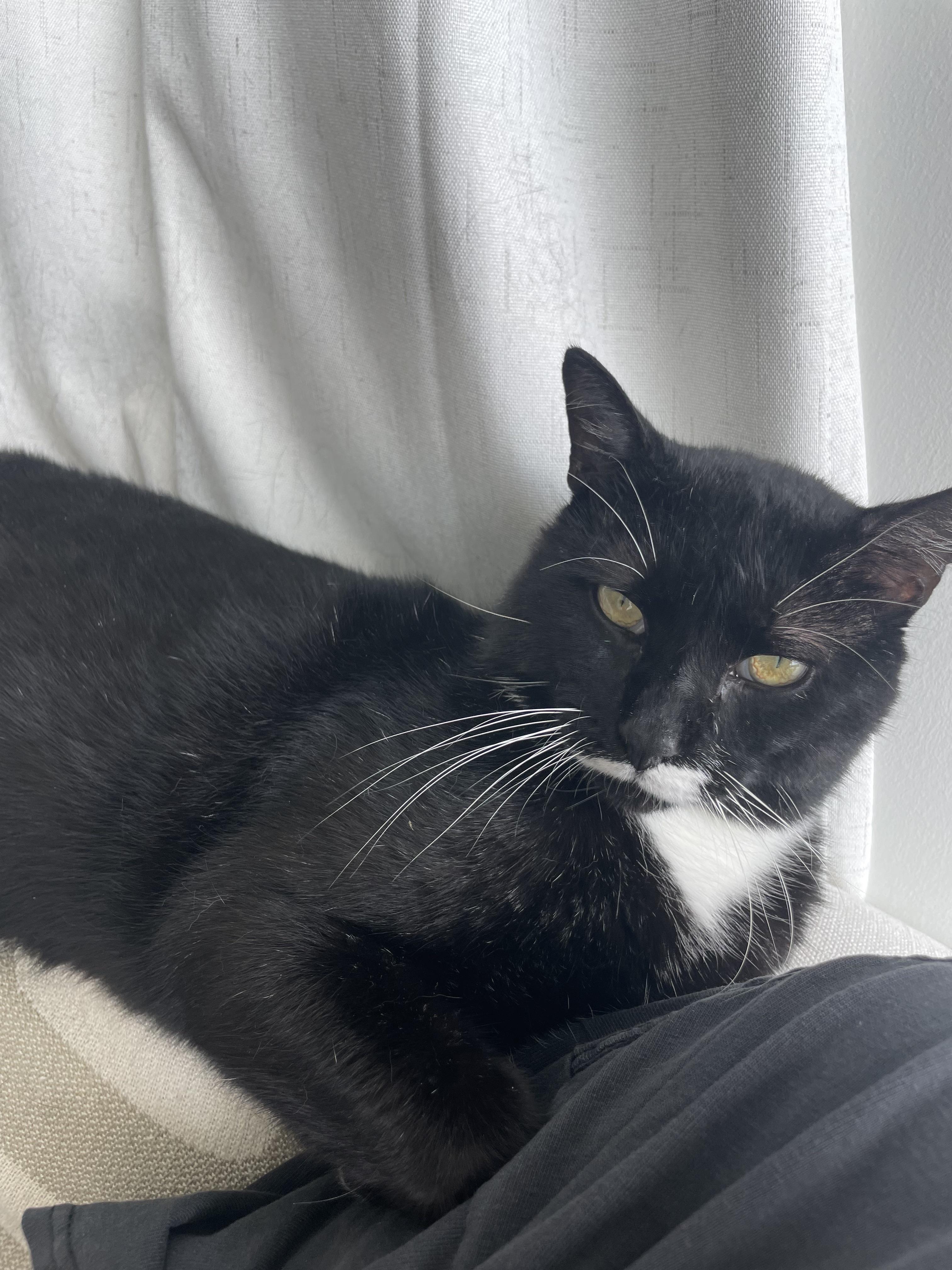 Enlarge Mingus, a Adoptable Domestic Short Hair in Jersey City, NJ image 4/5