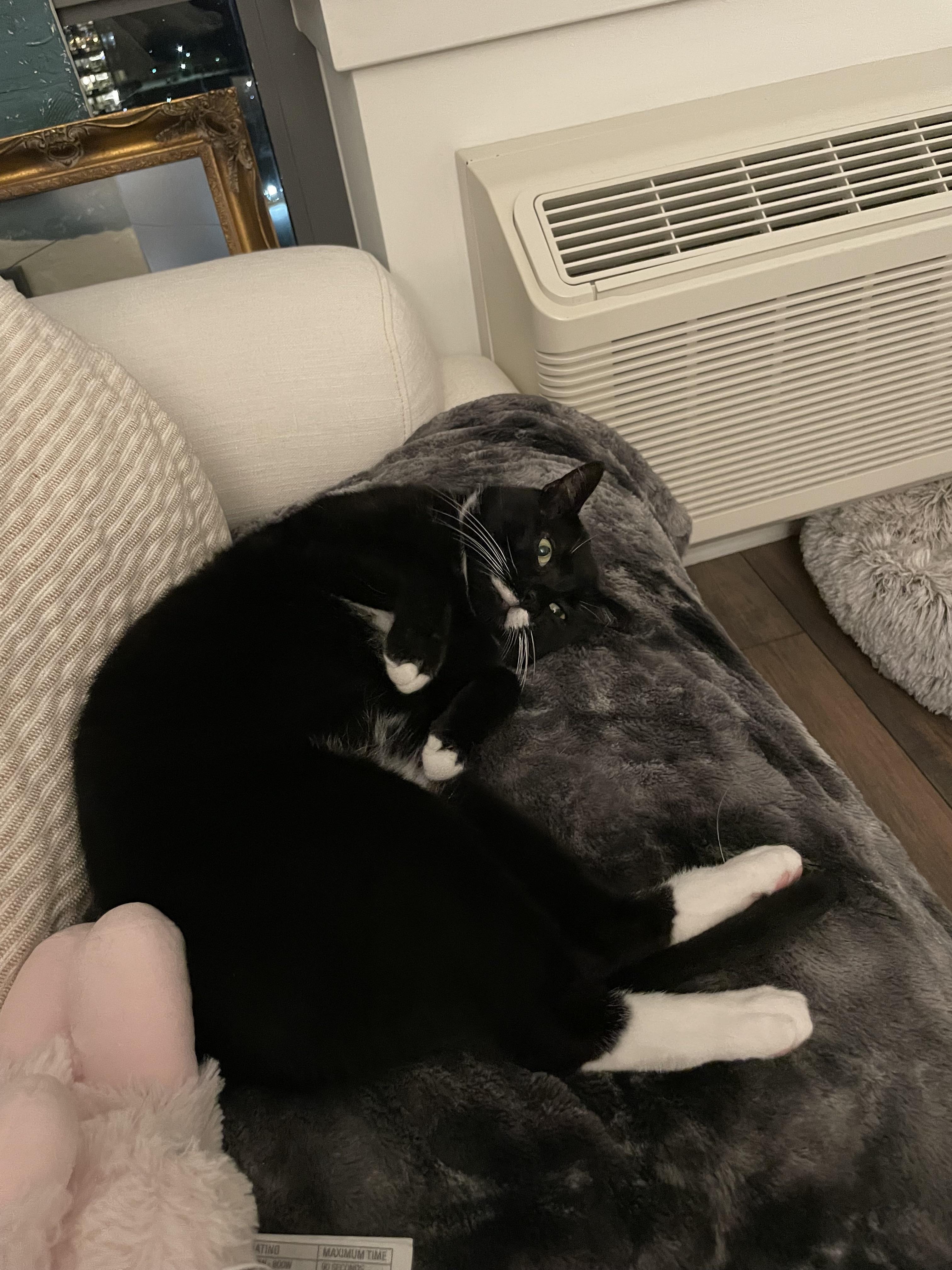 Enlarge Mingus, a Adoptable Domestic Short Hair in Jersey City, NJ image 5/5