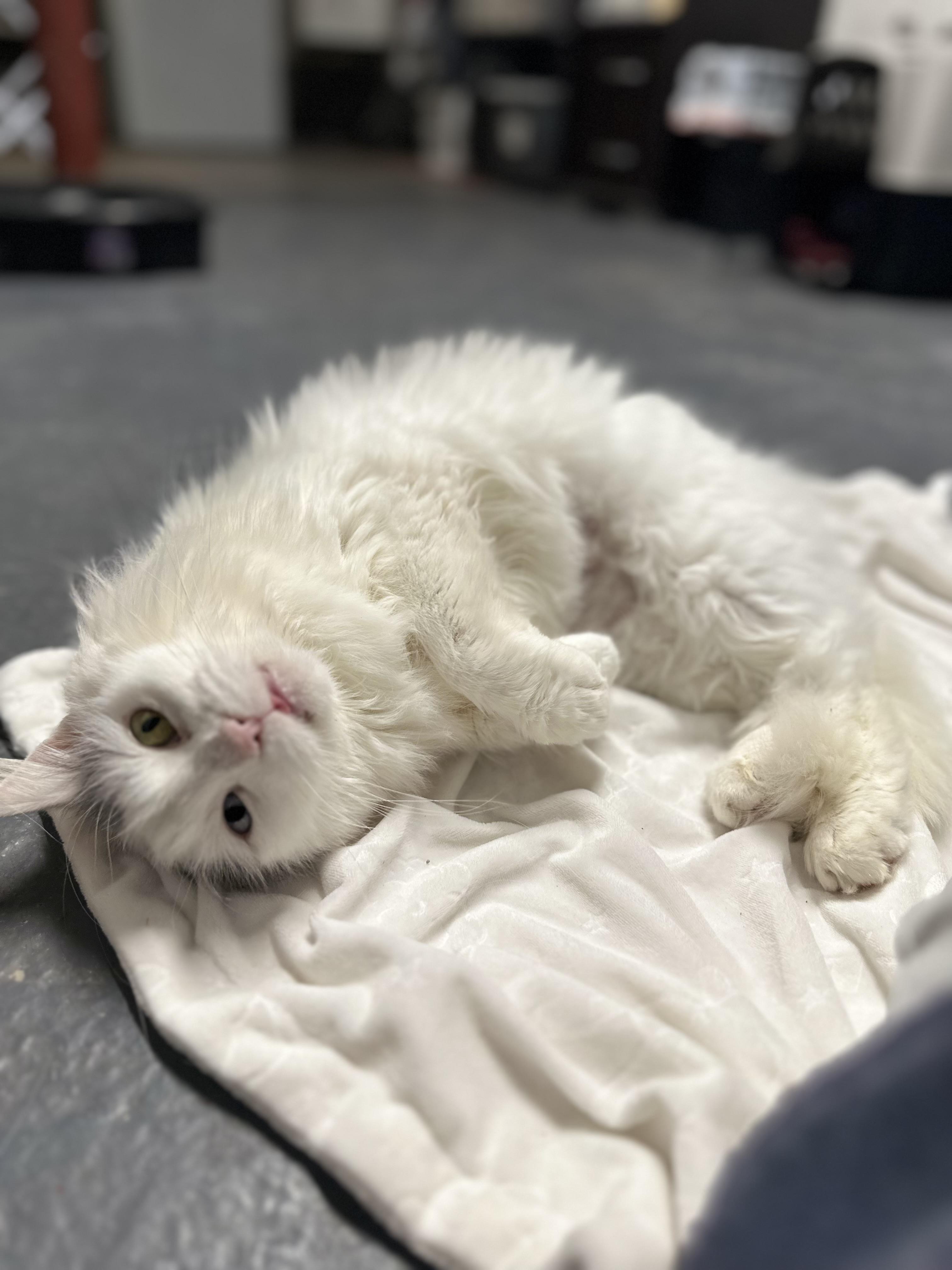 Enlarge Josie, an adopted Domestic Long Hair in Syracuse, NY image 2/6